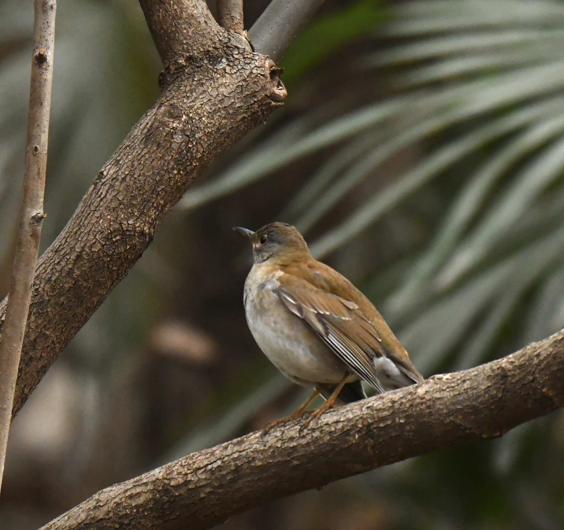 今朝も鳥見で始まる一日｜something blue