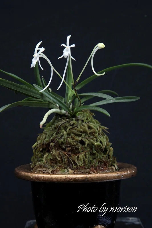 富貴蘭「高野幽玄」の花（過去の画像倉庫から）｜KJ Morison