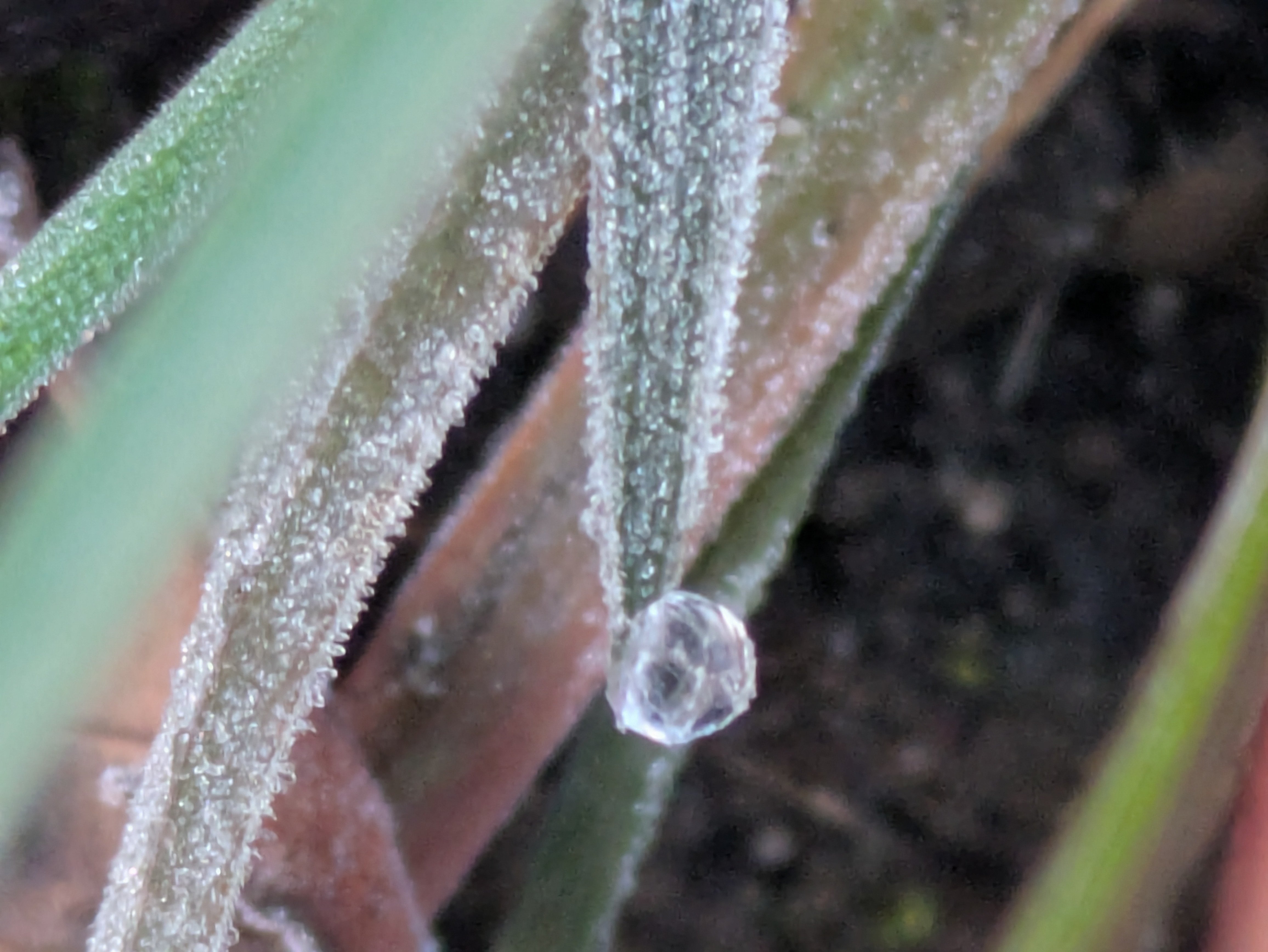 今朝の水滴｜ichiro70