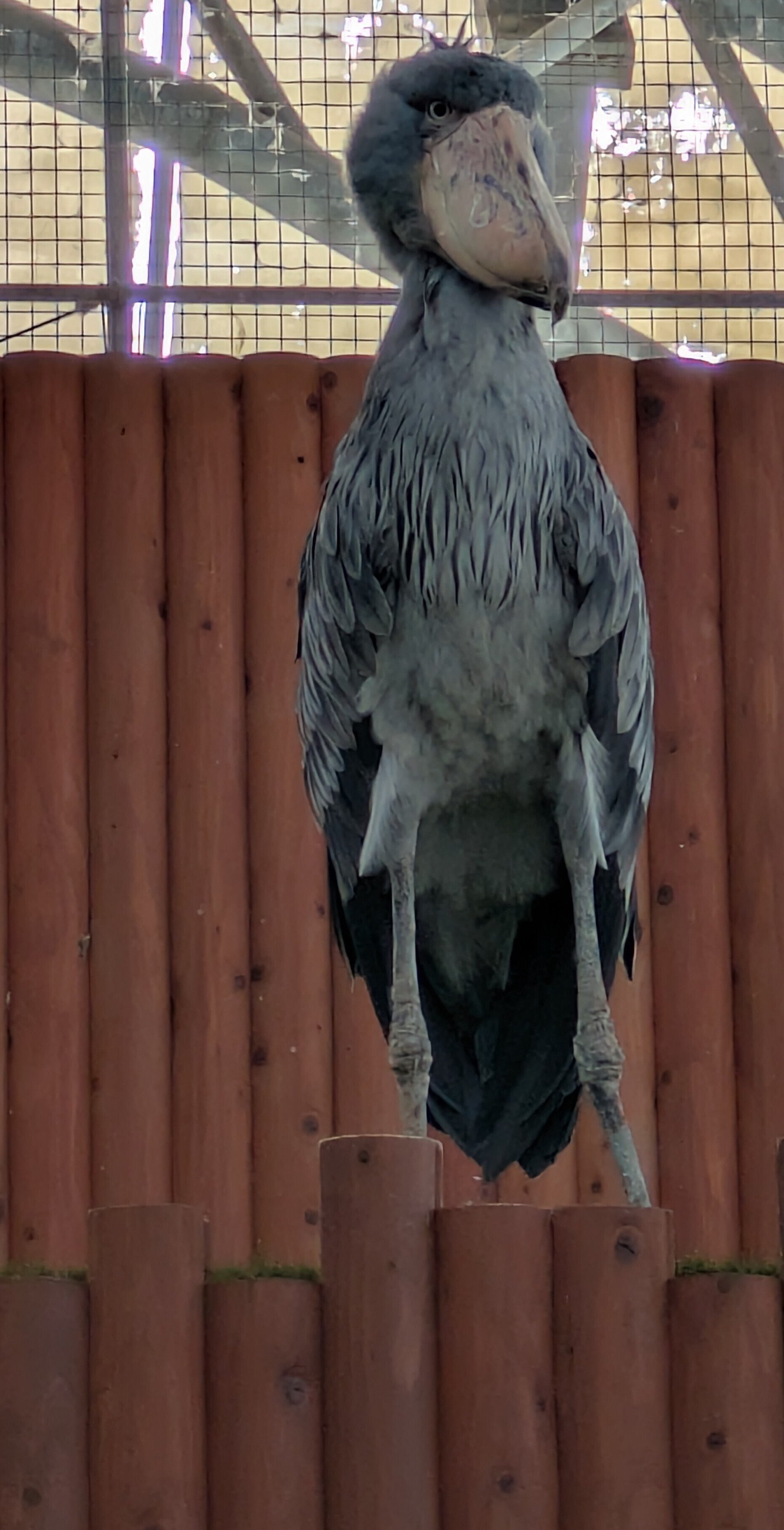 ハシビロコウを見つめて｜英国紳士見習い