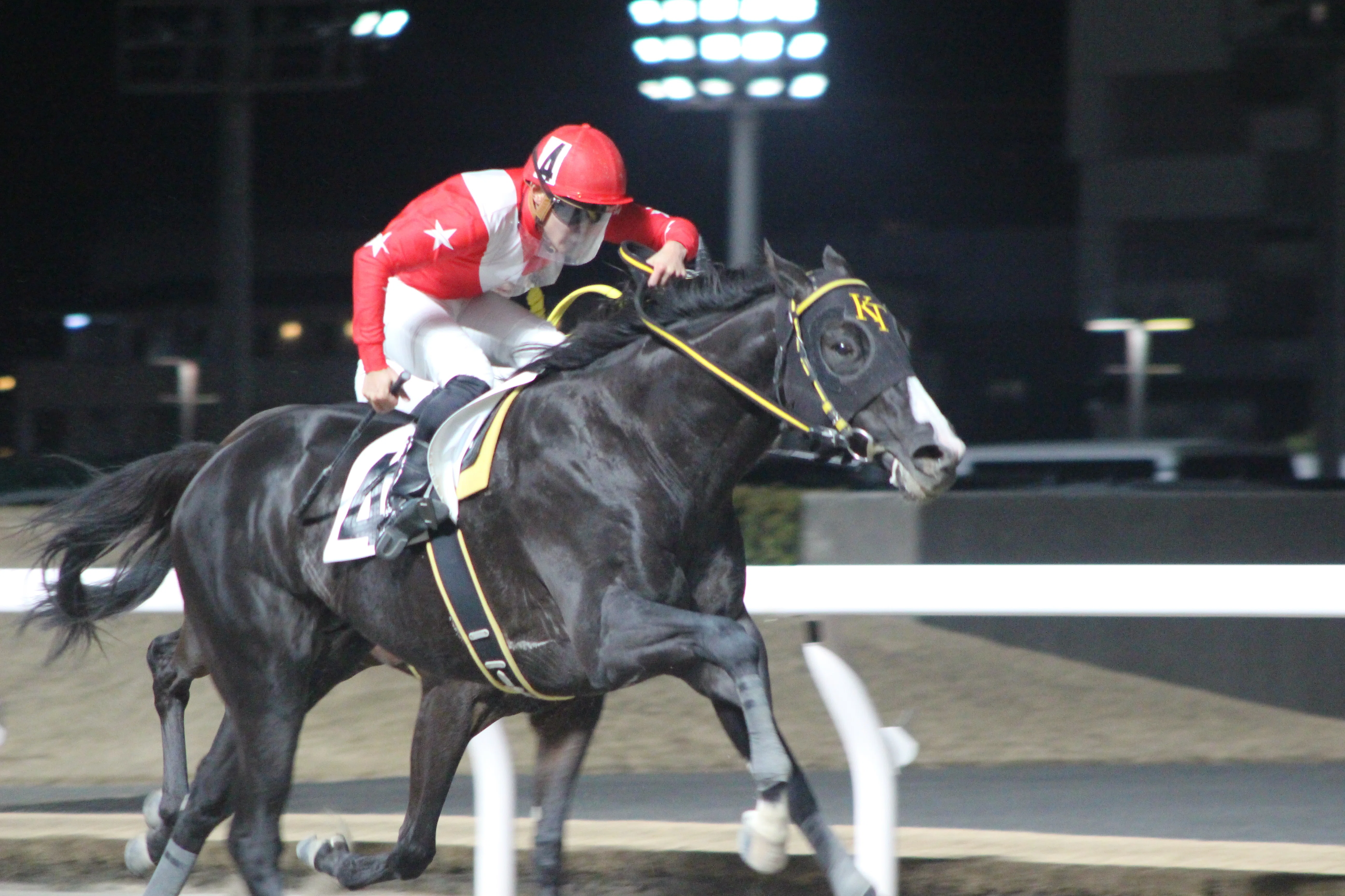 専用　2点 ○696○川崎競馬☆夕日の草原の馬2頭／フリー110-3250 ○ 本日2度目