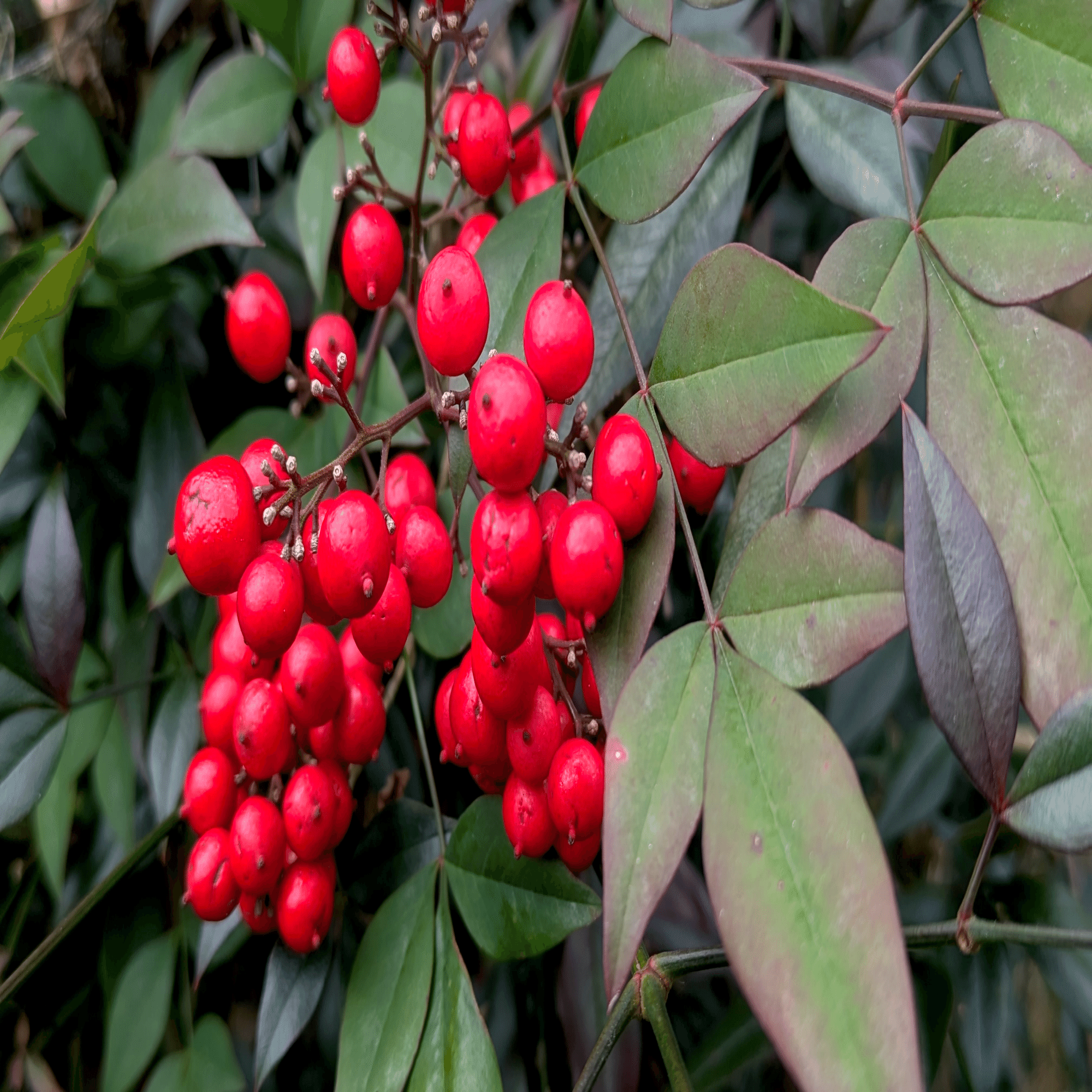 ナンテン（南天）｜ぜん