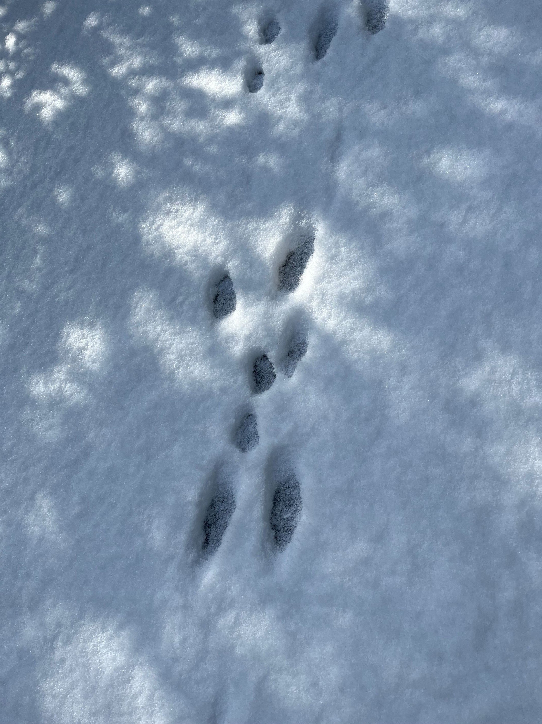 九州のウサギは「キュウシュウノウサギ」｜あぶらやま＊いきものブログ