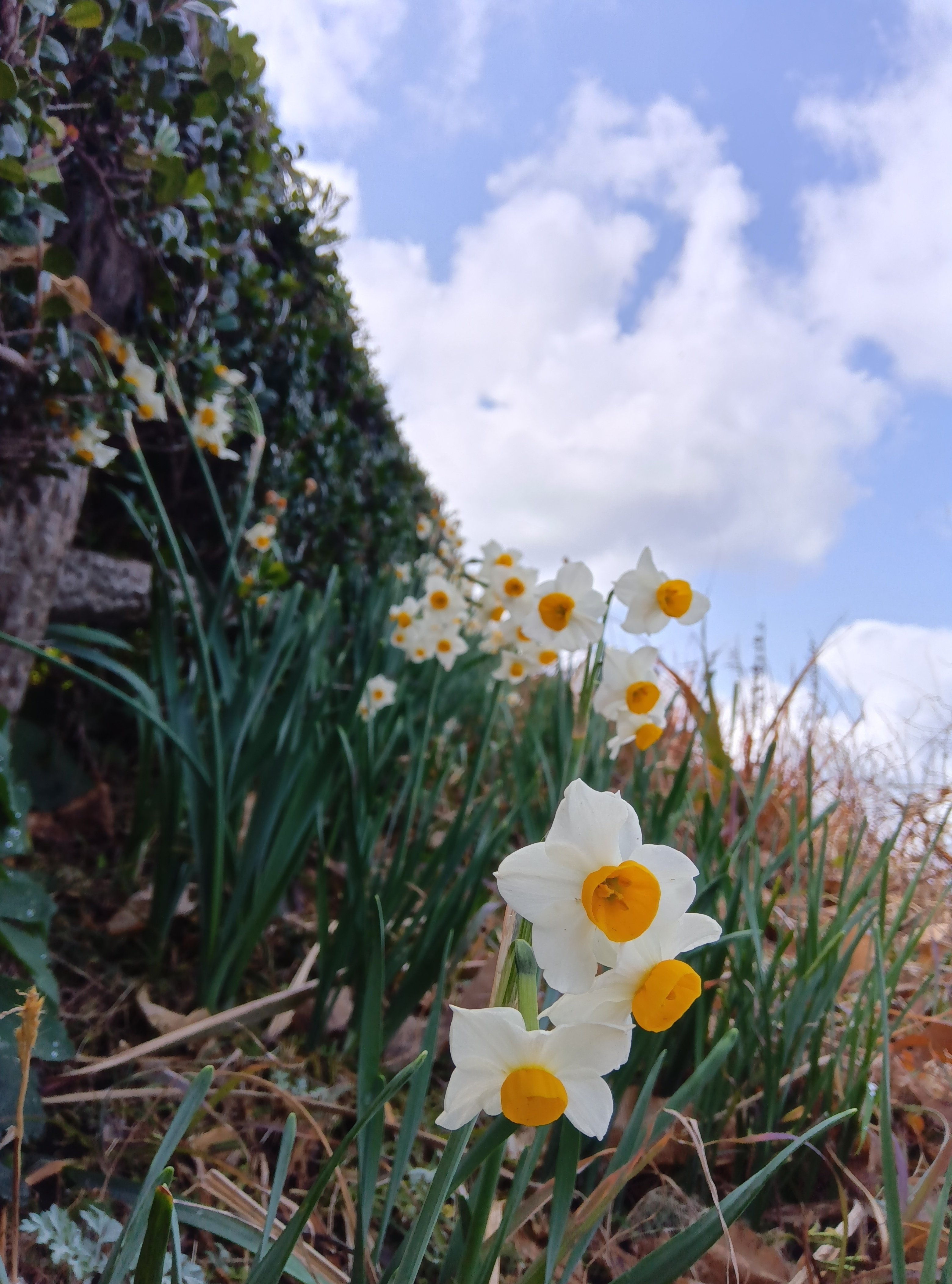 長崎県野母崎水仙の丘｜ai