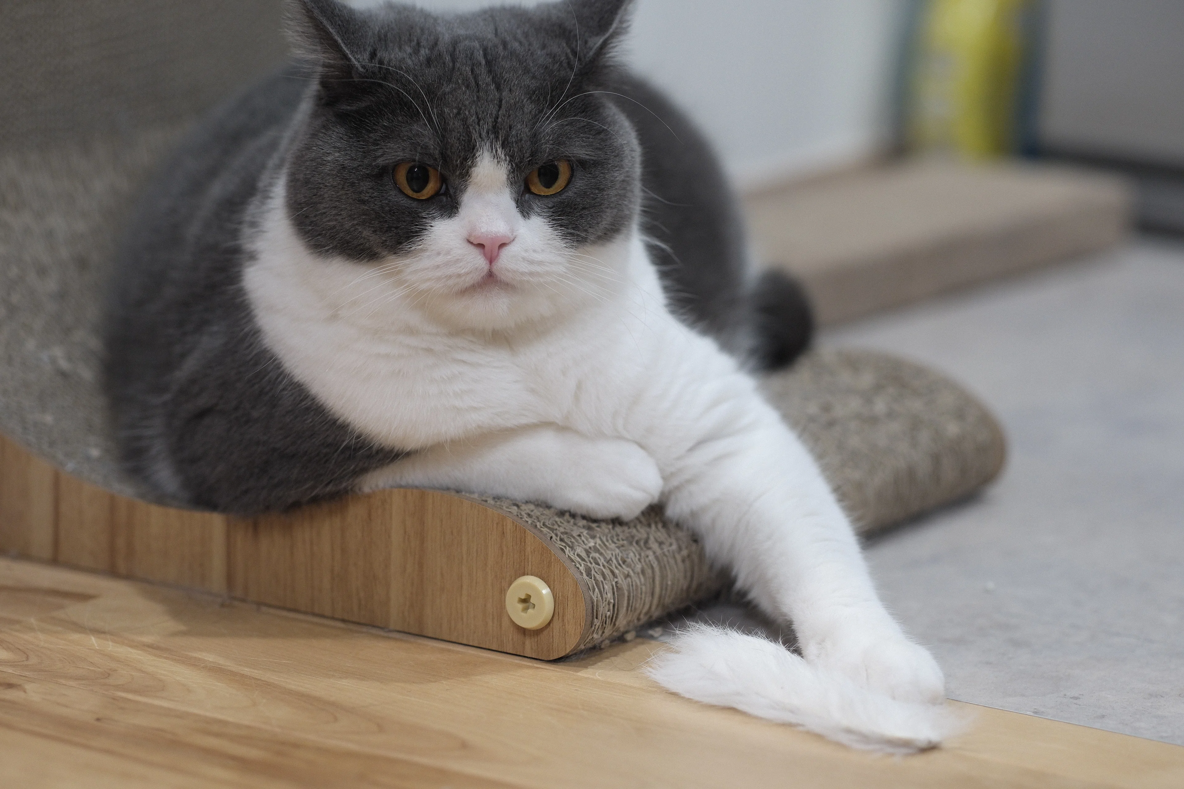 猫撮り必携の神レンズ？ FUJIFILM XF90mm F2 R LM WR｜ぽん