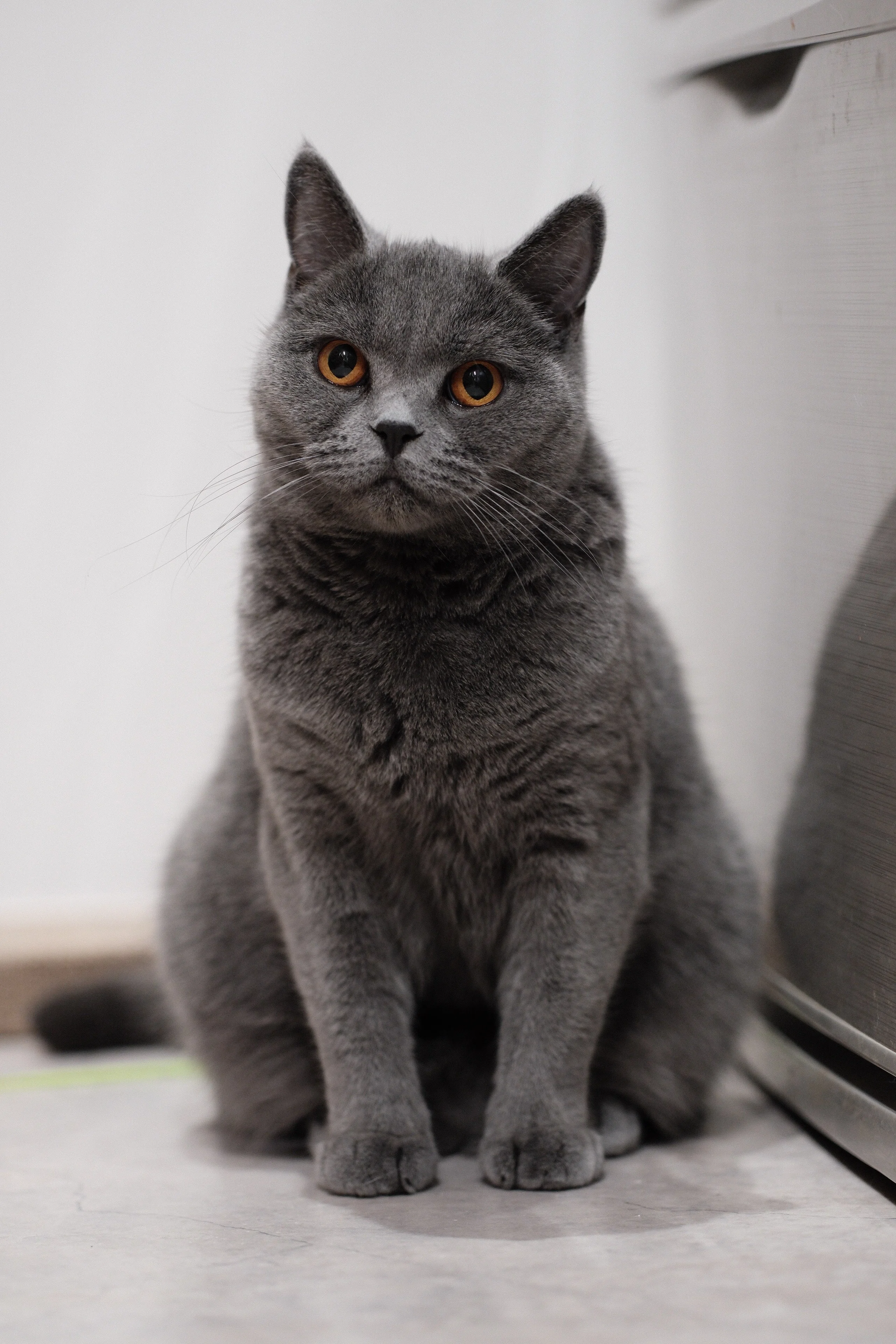 猫撮り必携の神レンズ？ FUJIFILM XF90mm F2 R LM WR｜ぽん