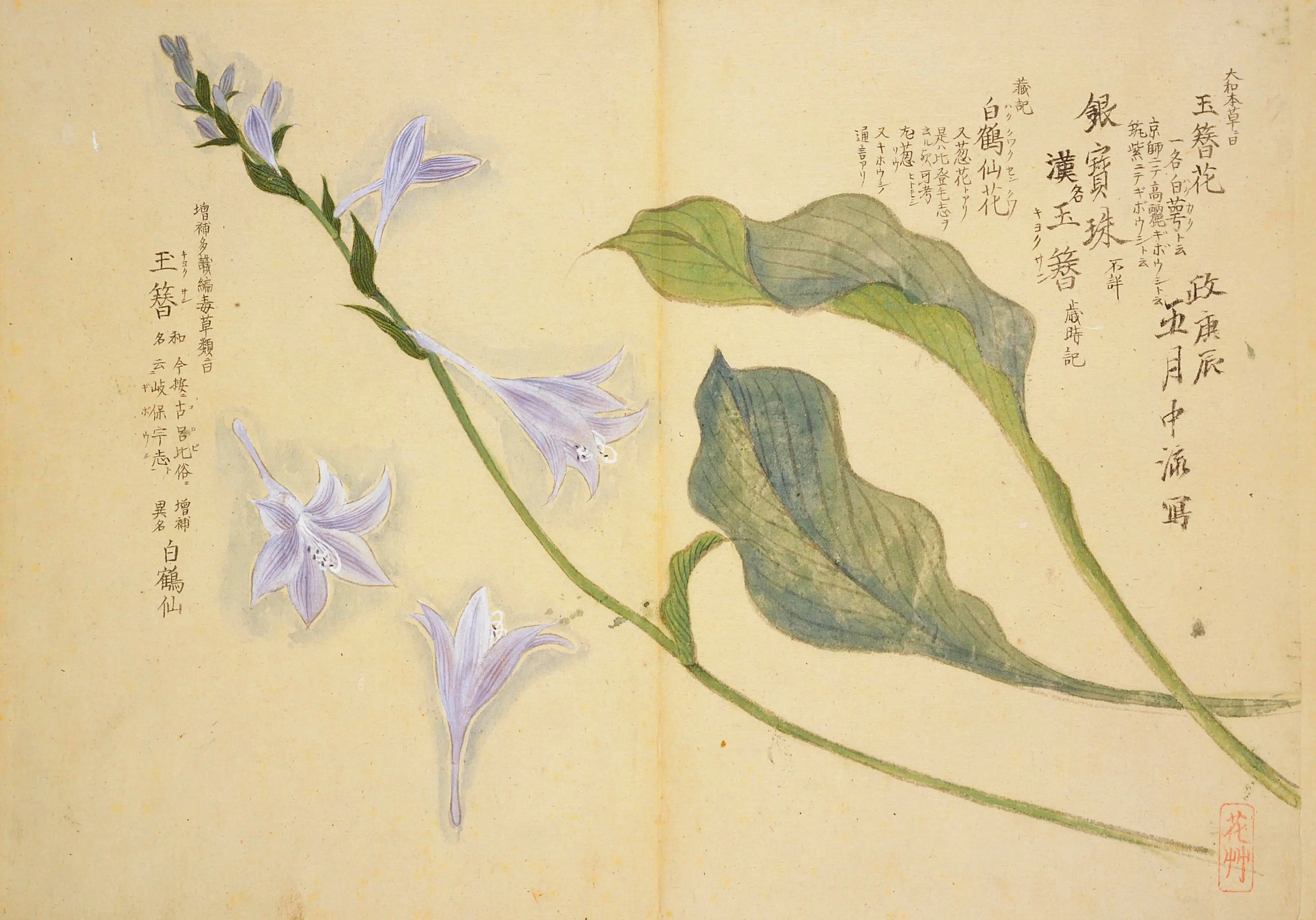 ギボウシの歴史⑥ 近世その1｜ゲーロッパ