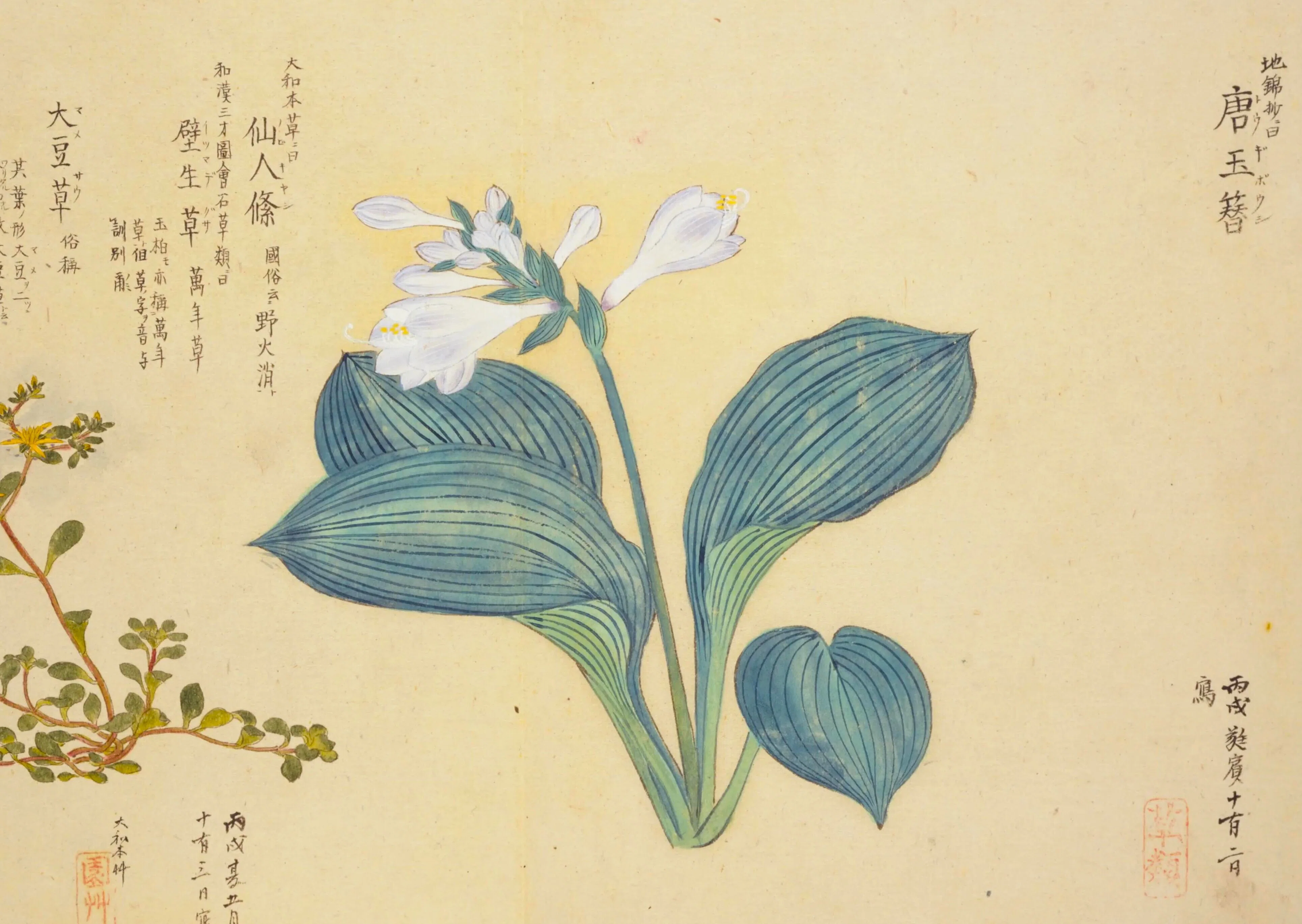 ギボウシの歴史⑥ 近世その1｜ゲーロッパ