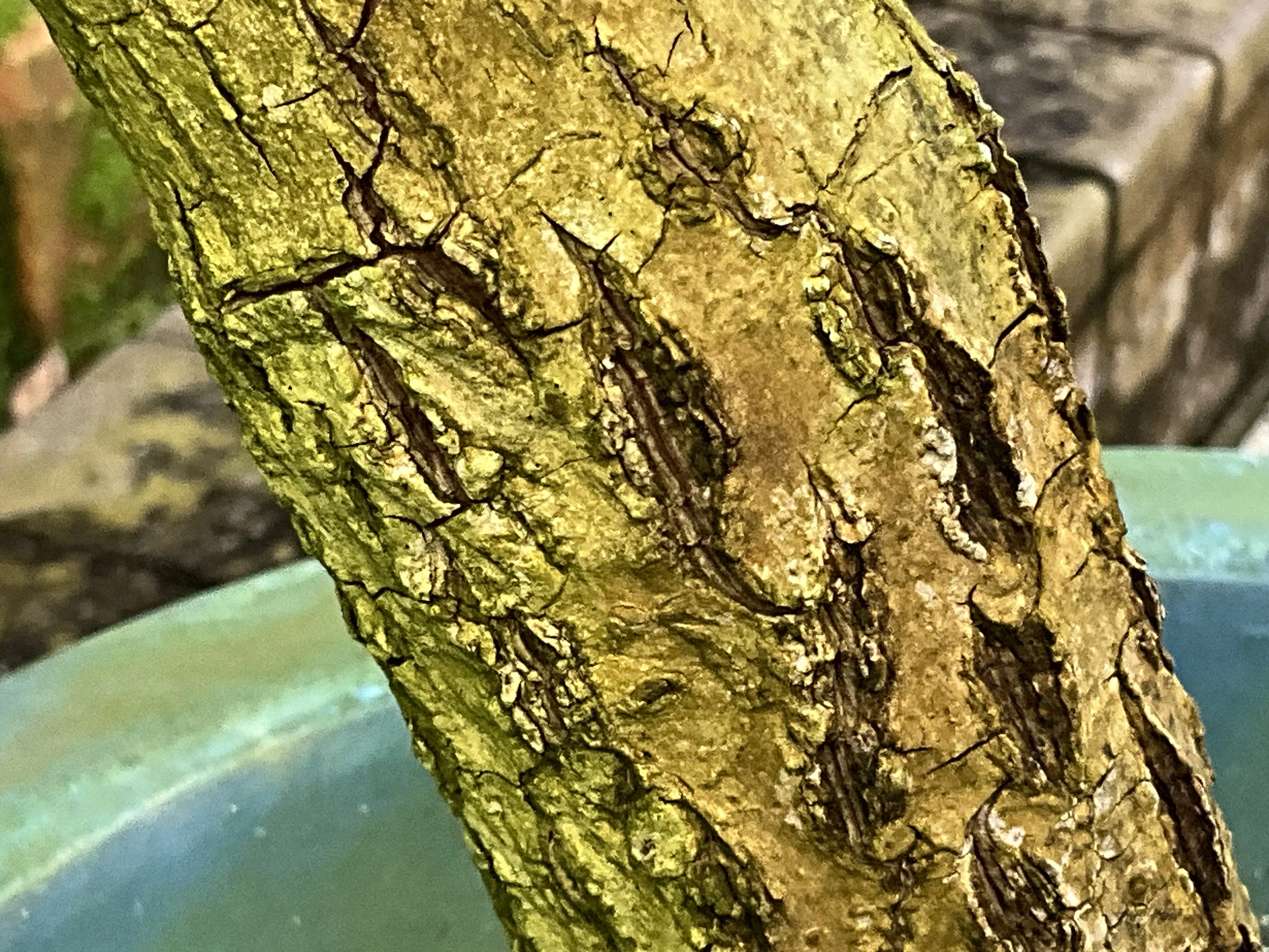 チューインガムの木」サポジラ（京都府立植物園）：2026年2月19日（木