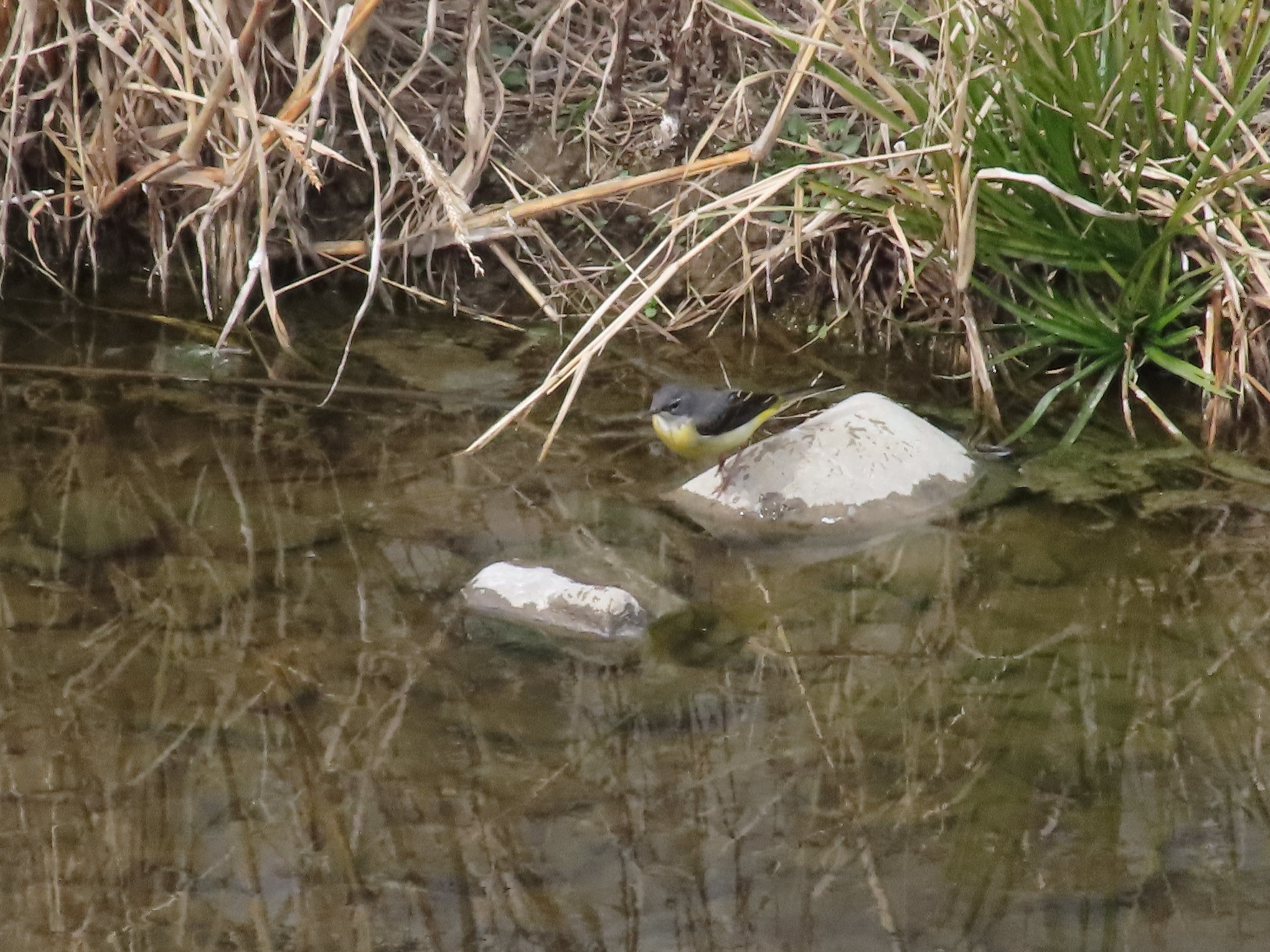 カワセミを見に行ってきた 2026年2月14日｜ExportControl