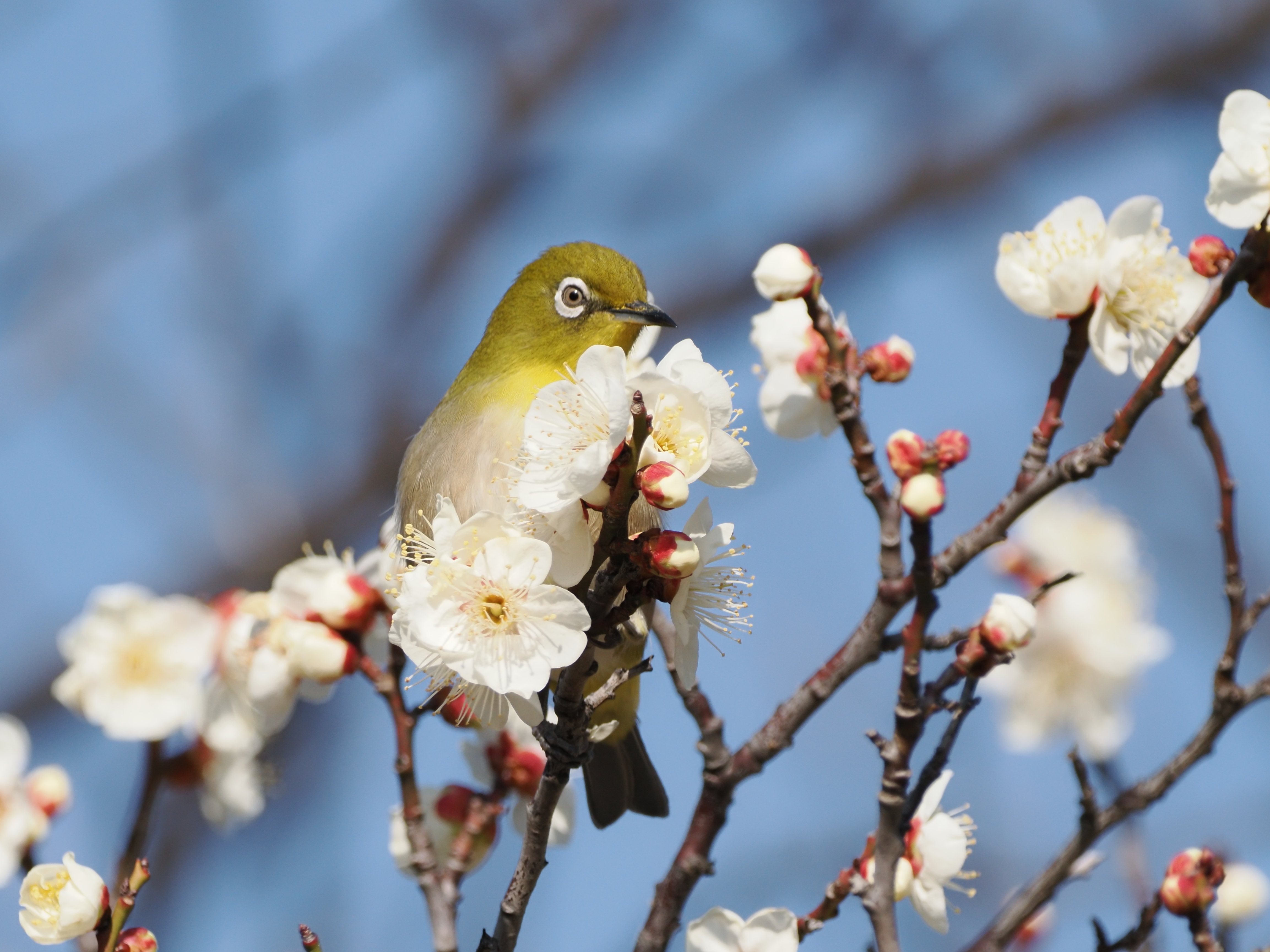 フィルターを使った野鳥写真も面白い【OM-1 Mark II + 100-400mm II