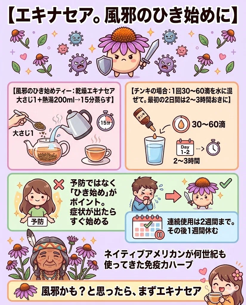 エキナセア 効果 効能 風邪 免疫力 予防 飲み方 タイミング