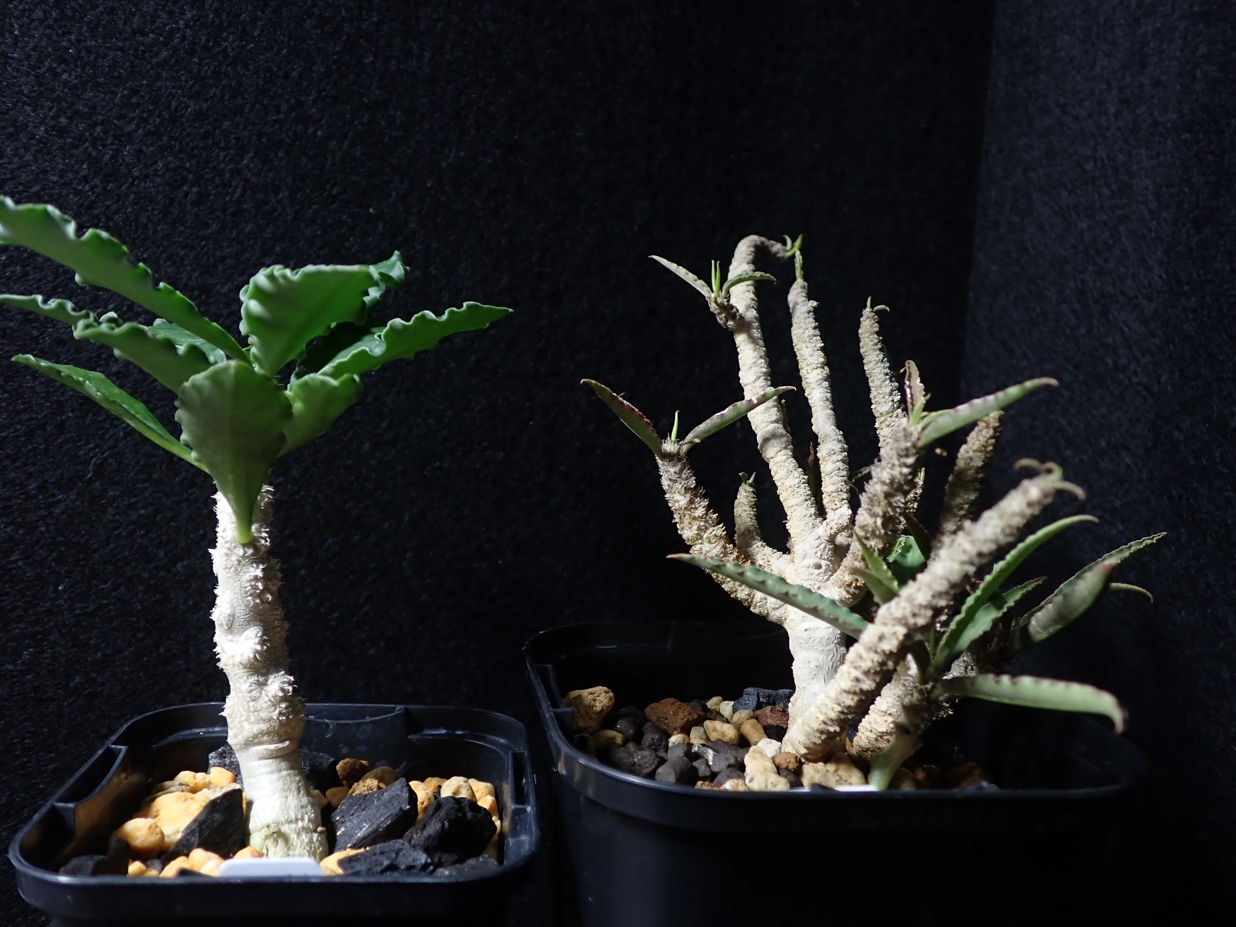 フランコイシーが強すぎる｜pseudobotanistoides
