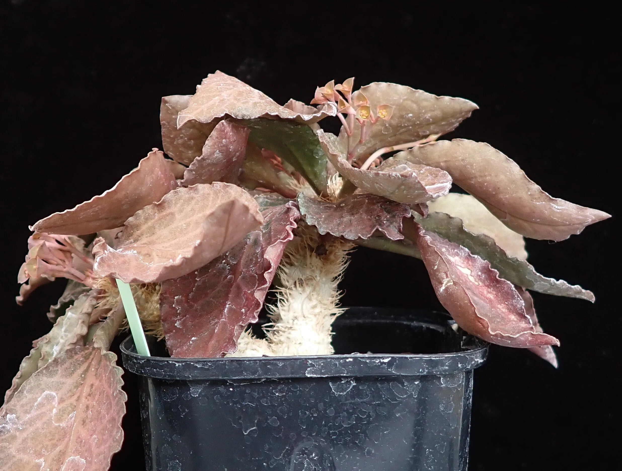 BS024 ユーフォルビア・フランコイシー (カエデ) ユーフォルビア フランコイシー／Euphorbia francoisii no.5161