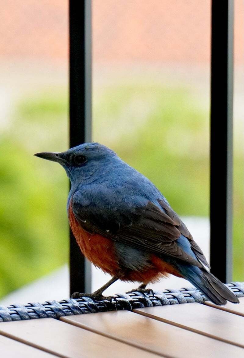 青い鳥 スーサー｜kuro335