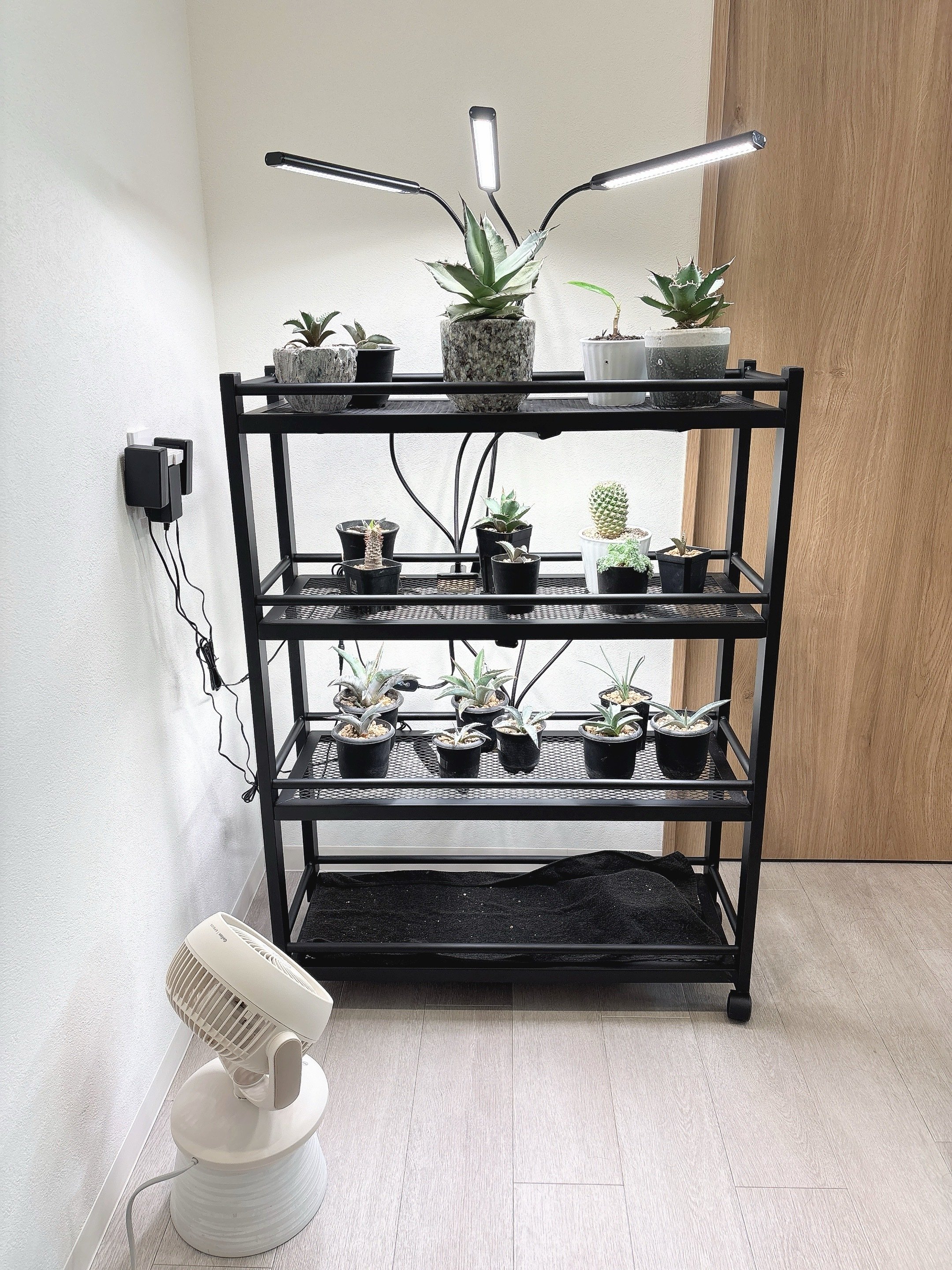 趣味 ‎𖥧𓇣𖦥𖥧𖥣 高松市川島東町｜アガベと観葉植物｜ la.neche