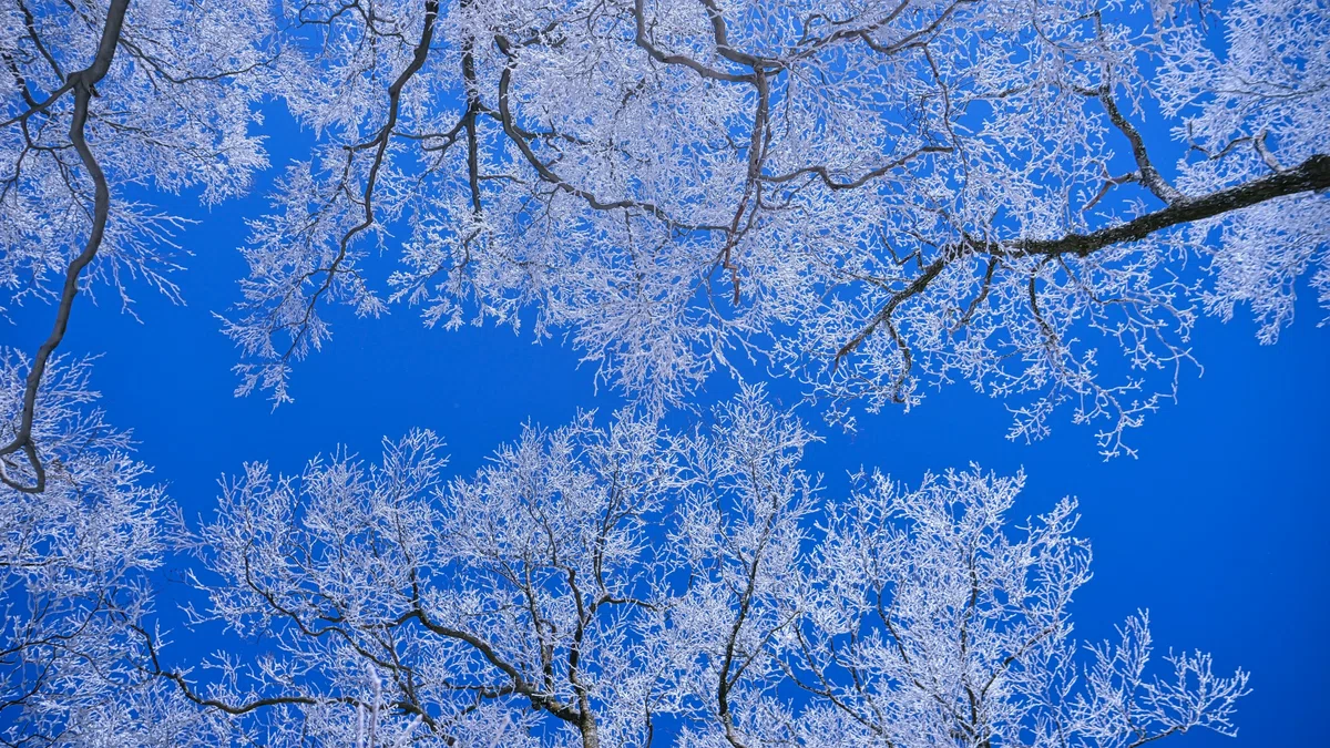 親父山の美しい霧氷