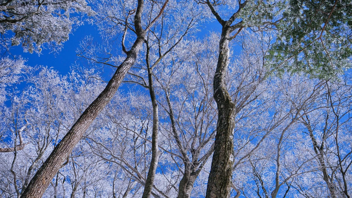 親父山の美しい霧氷