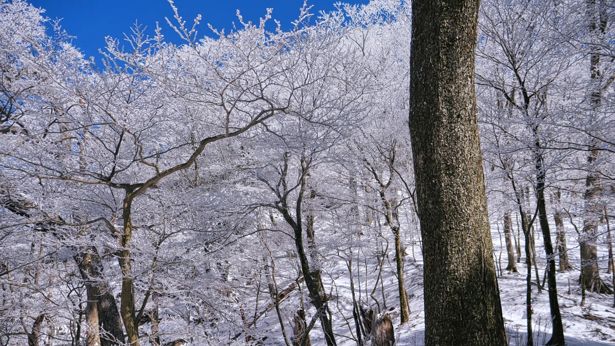 親父山の美しい霧氷