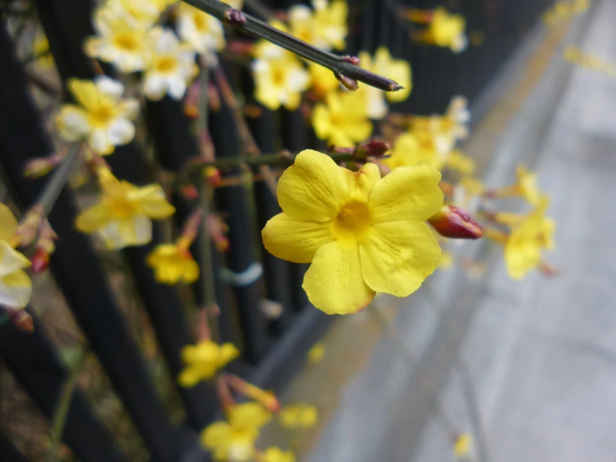 黄色い花