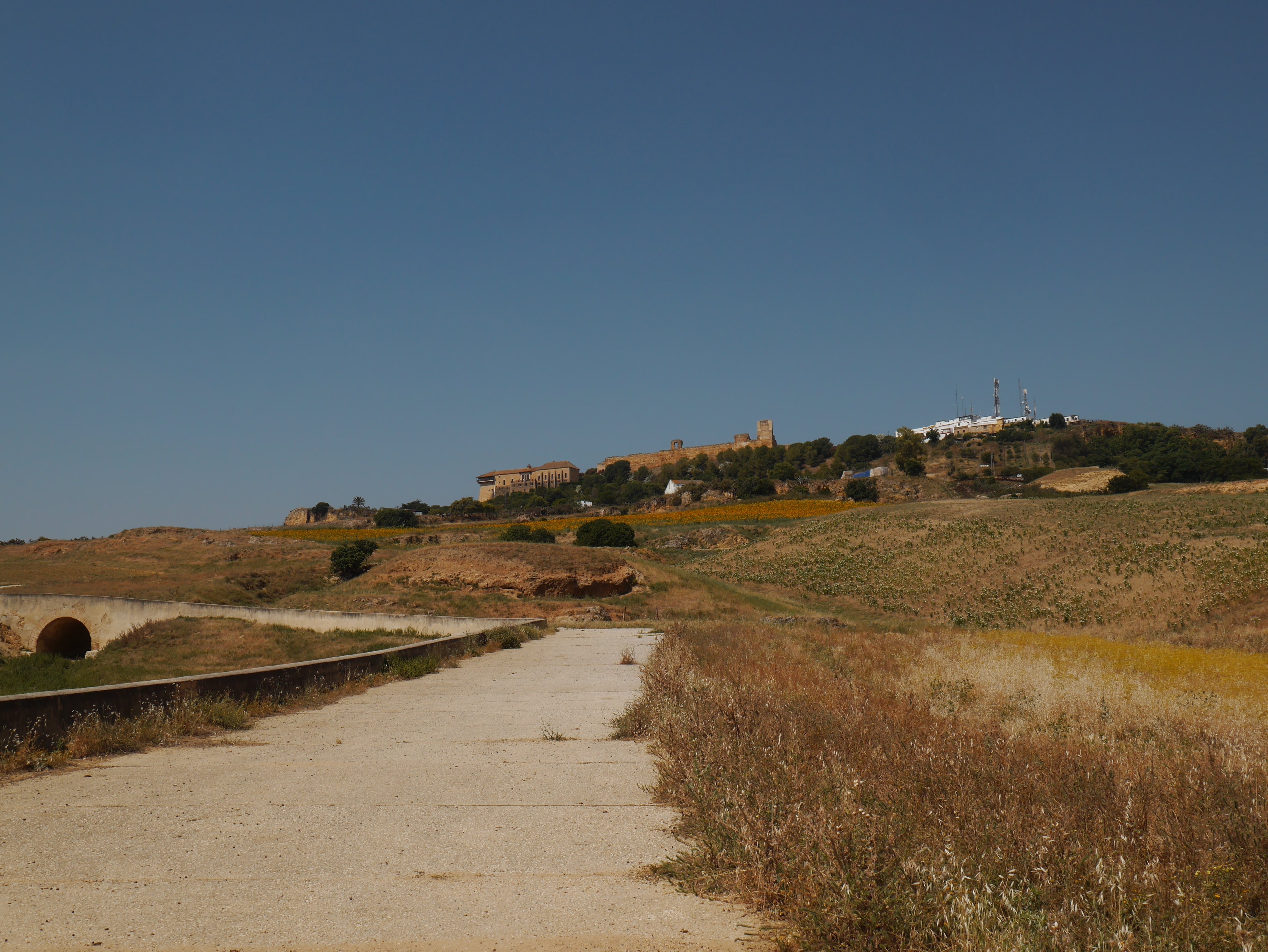 カルモナ：歩いて行けるひまわり畑 スペイン（アンダルシア地方）｜moza