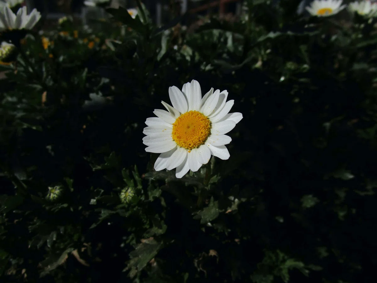 白い花