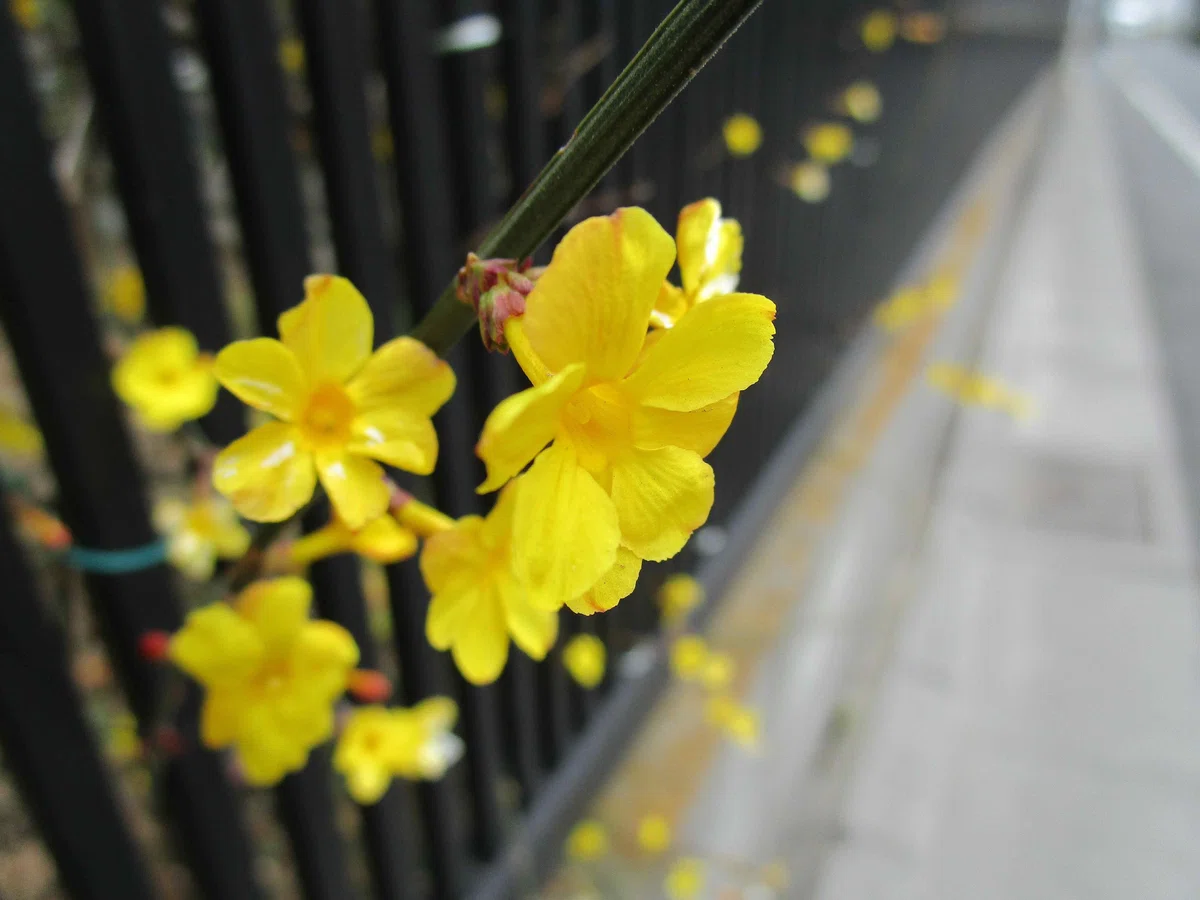 黄色い花