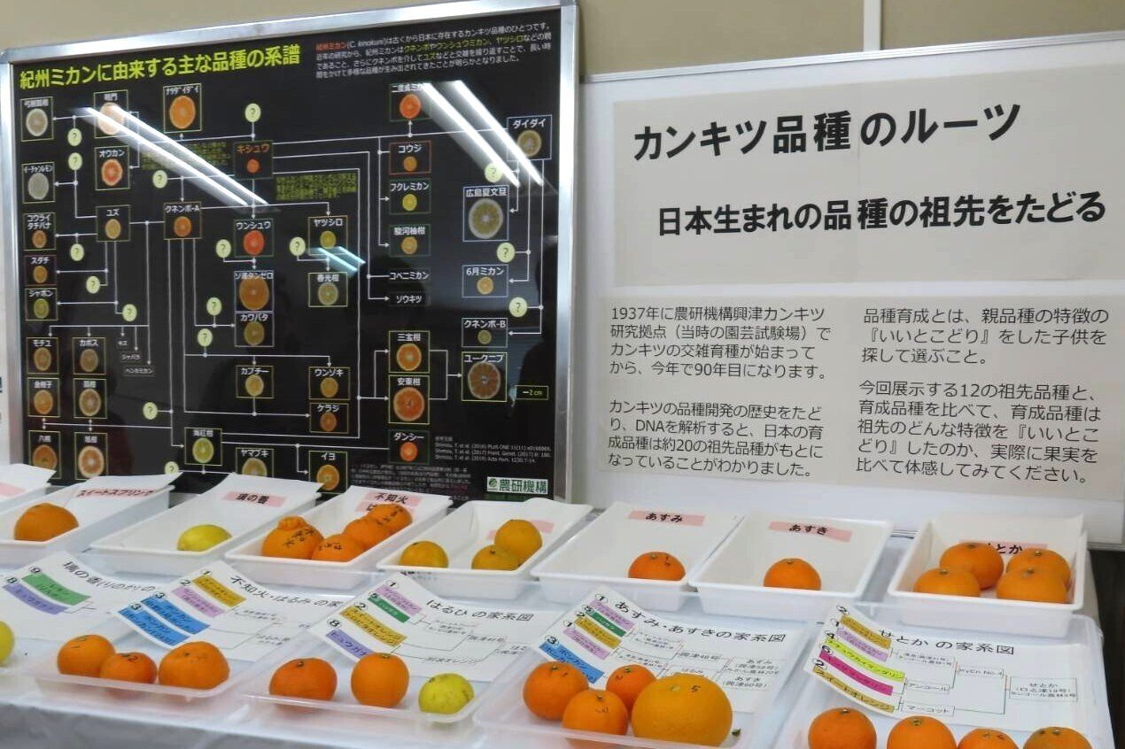 興津の果樹試験場の一般公開（2月8日）で｜くろうさぎ