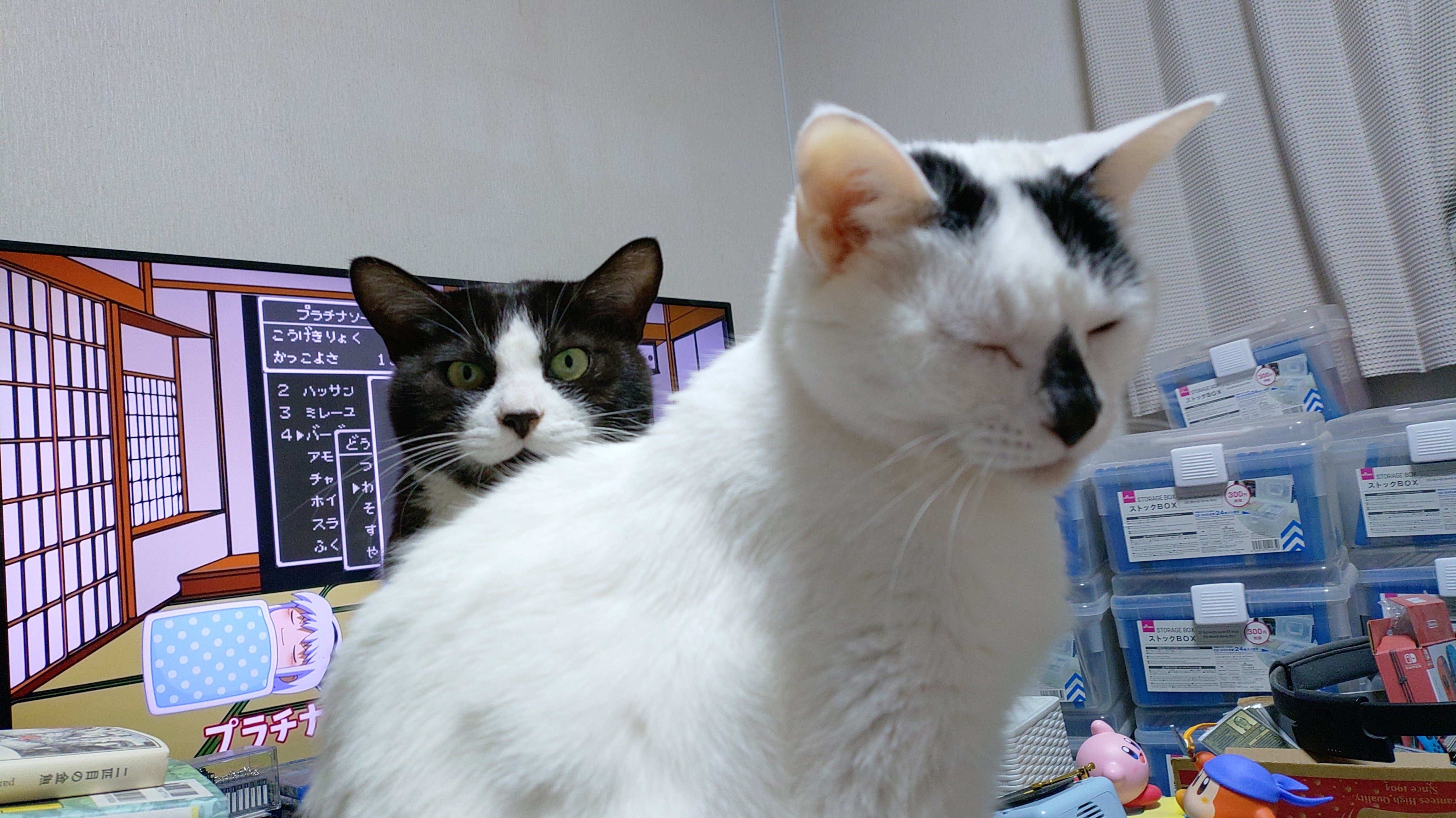 2月22日はにゃんにゃん記念日｜たけうち