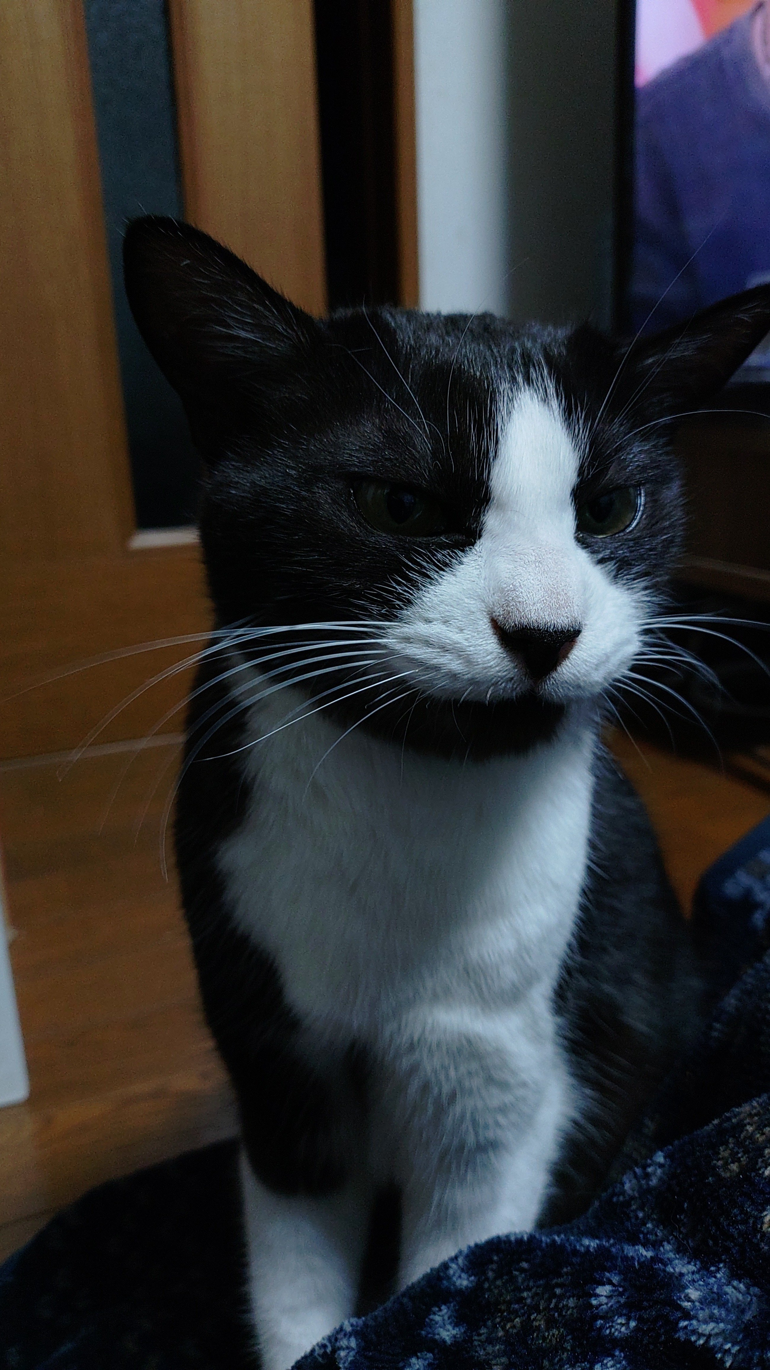 2月22日はにゃんにゃん記念日｜たけうち