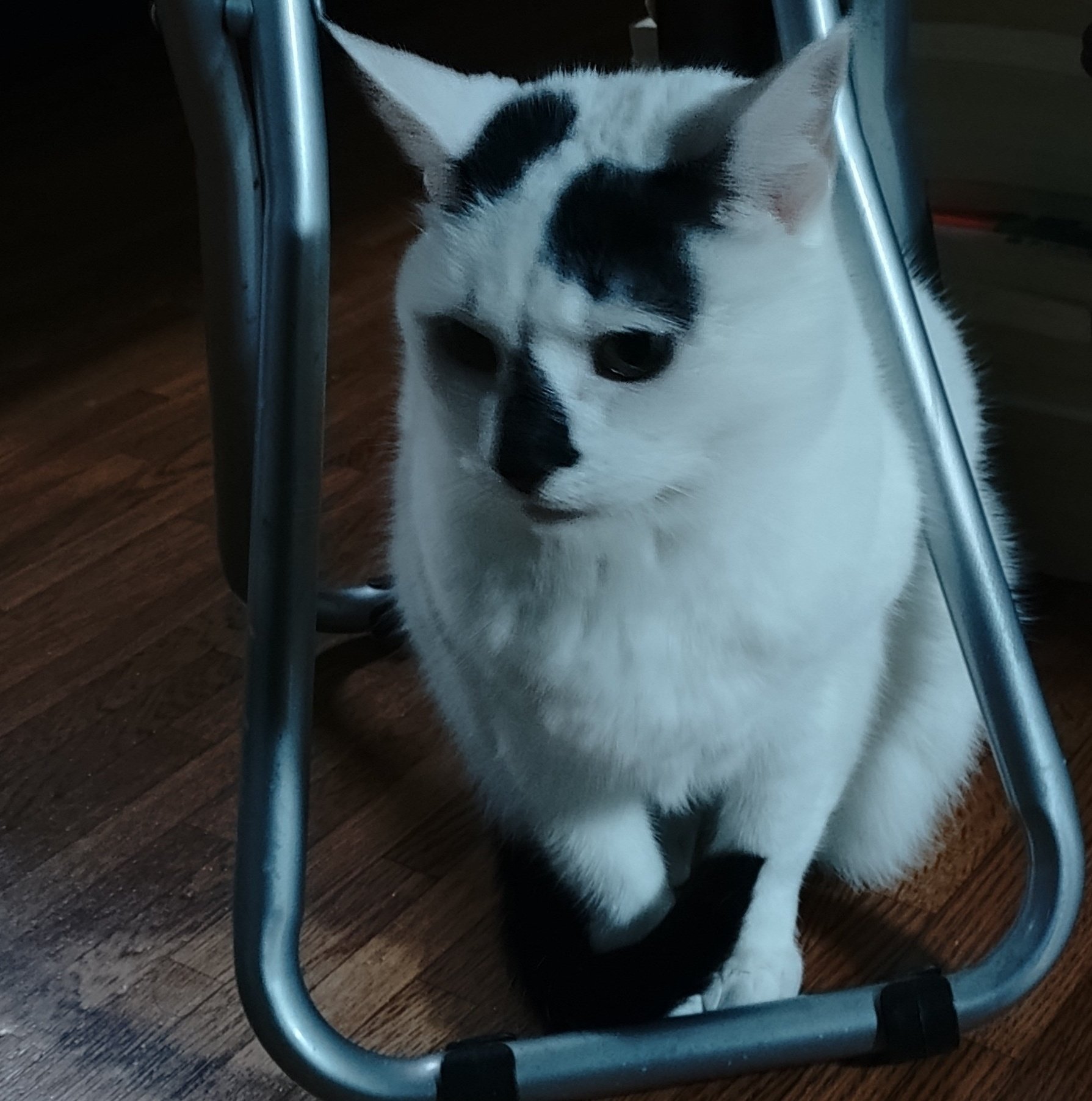 2月22日はにゃんにゃん記念日｜たけうち