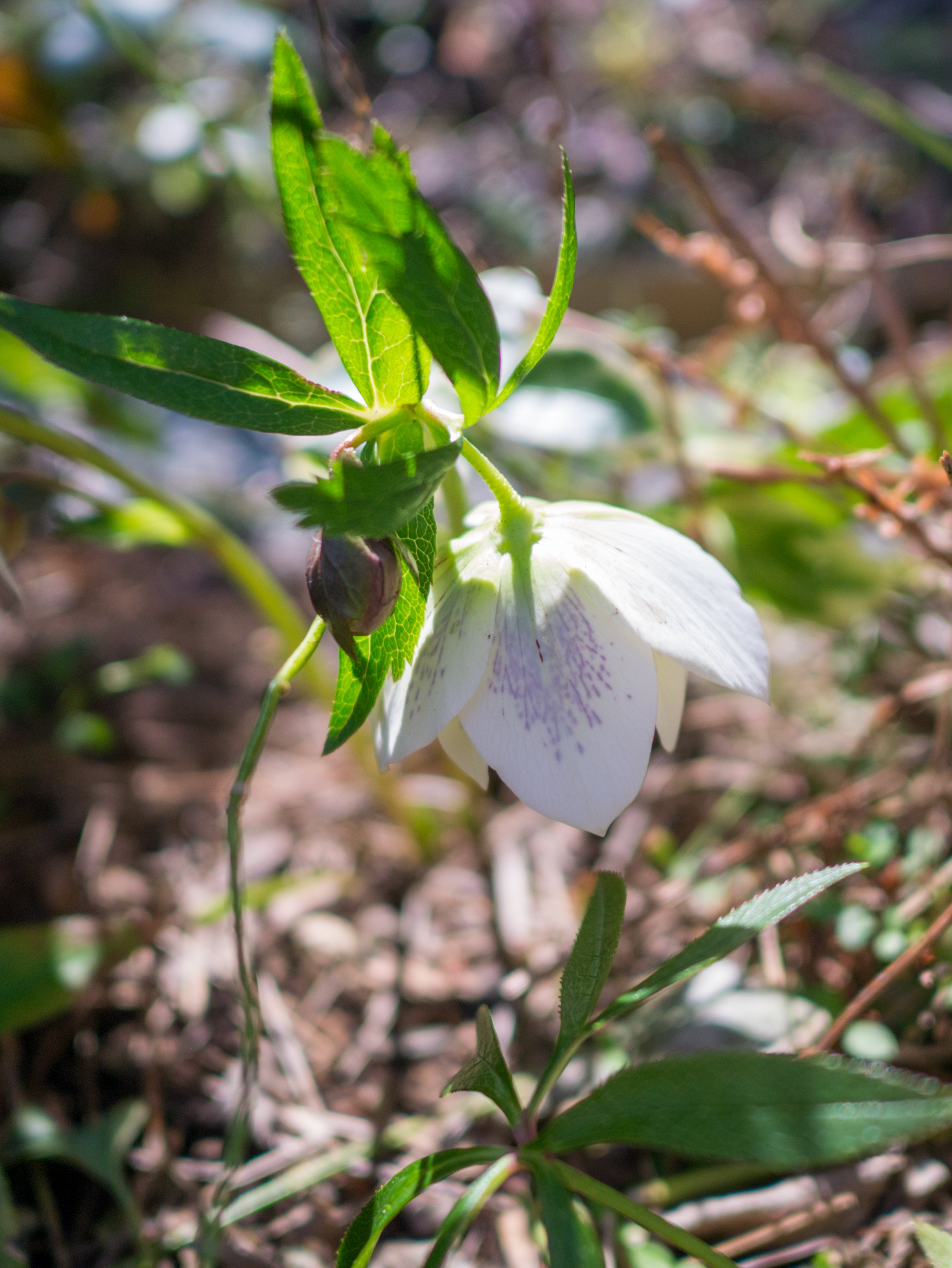 ついに！クリスマスローズの開花ラッシュ （LUMIX-GX1・マイクロフォー