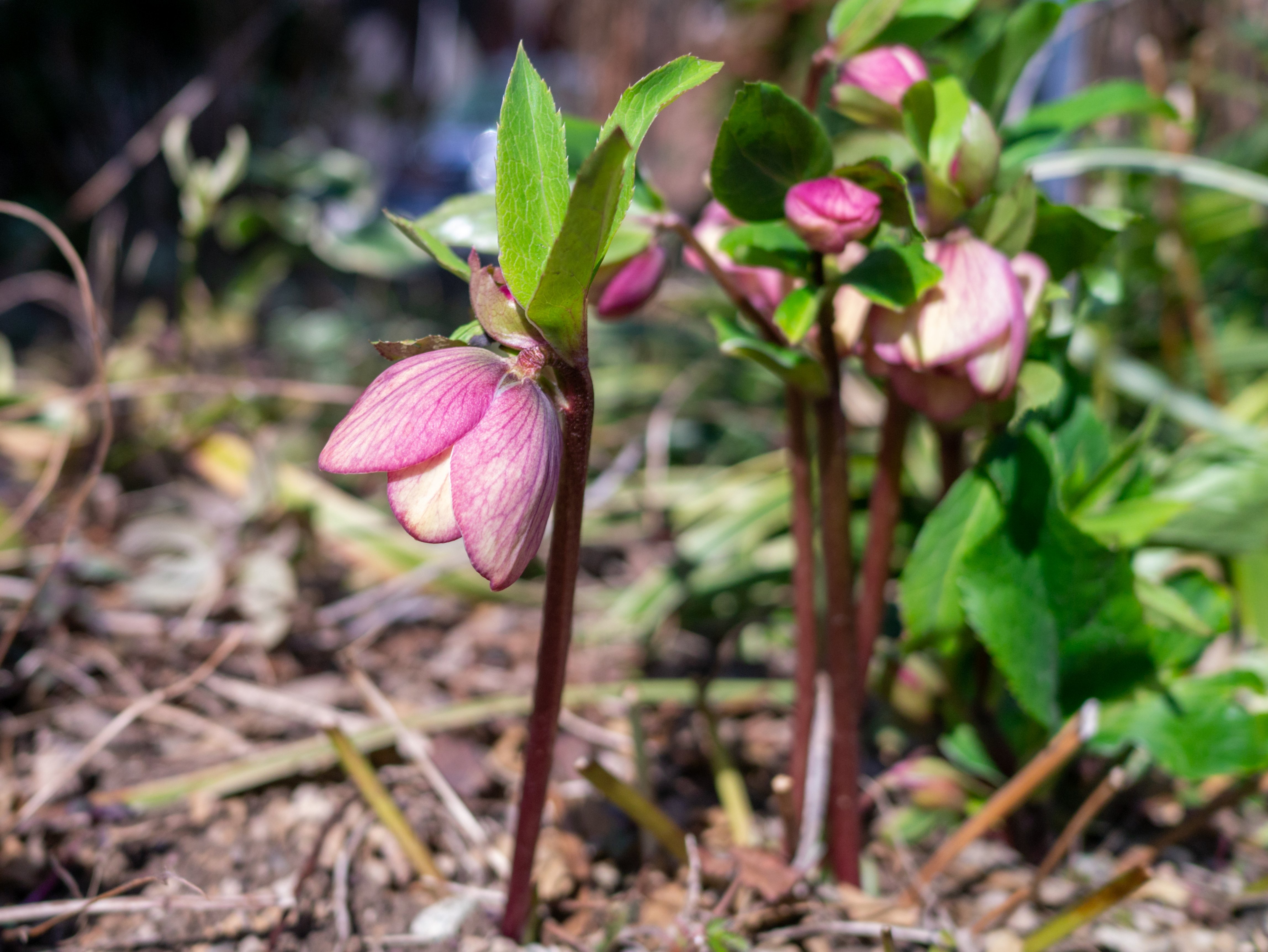 ついに！クリスマスローズの開花ラッシュ （LUMIX-GX1・マイクロフォー