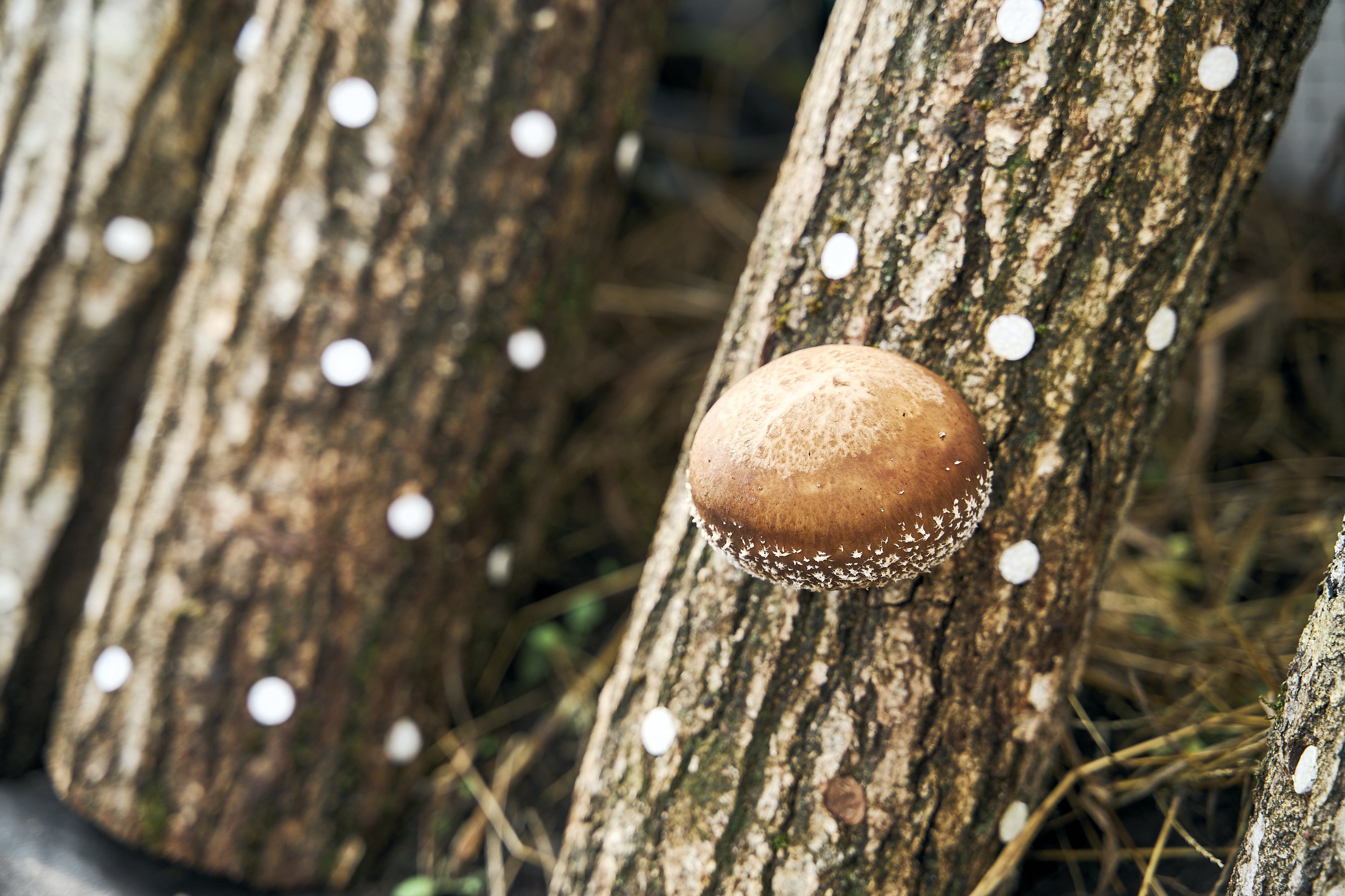 奥能登で栽培される、レアなシイタケ農家を訪ねて｜もっといしかわ