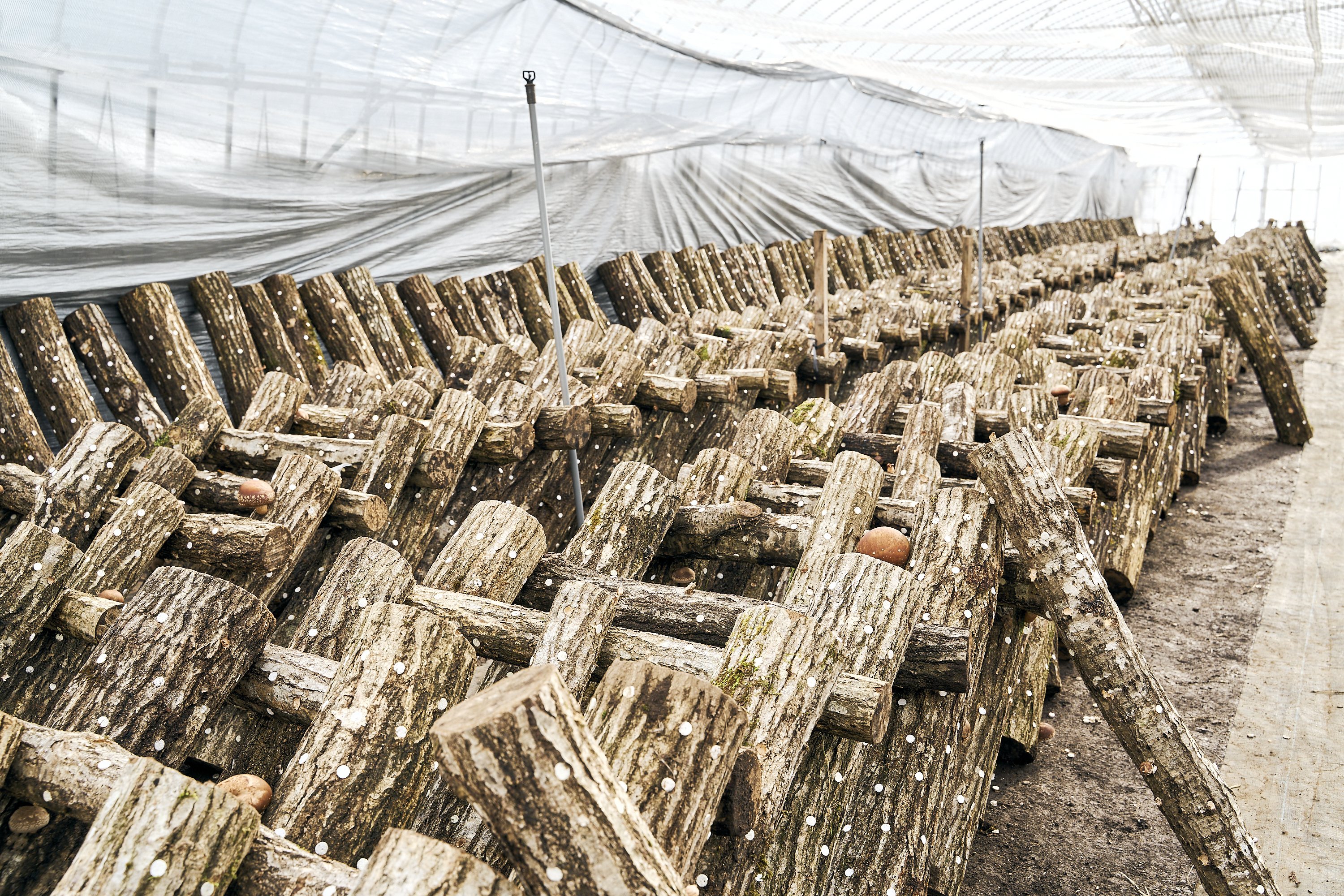 奥能登で栽培される、レアなシイタケ農家を訪ねて｜もっといしかわ