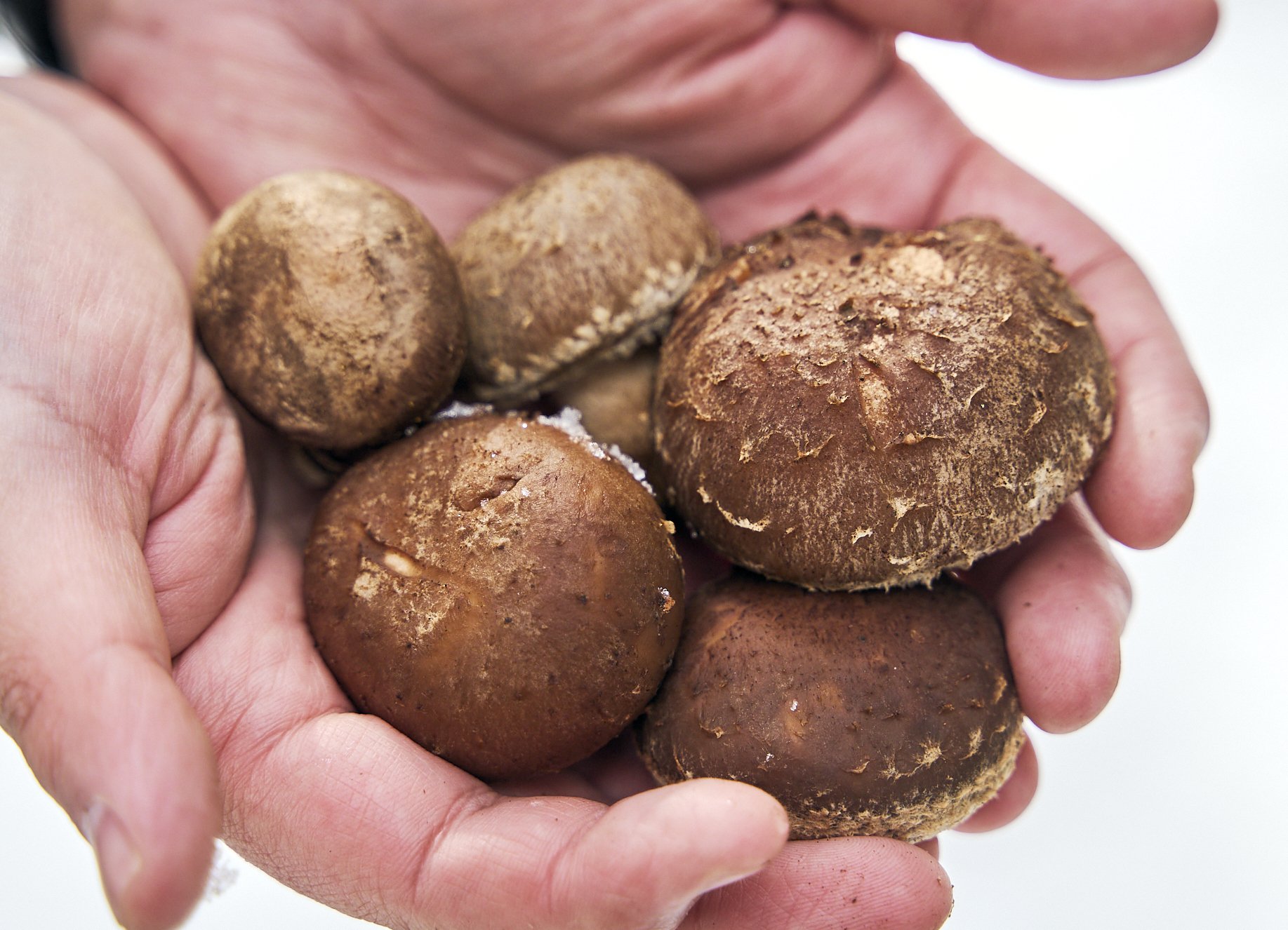 奥能登で栽培される、レアなシイタケ農家を訪ねて｜もっといしかわ