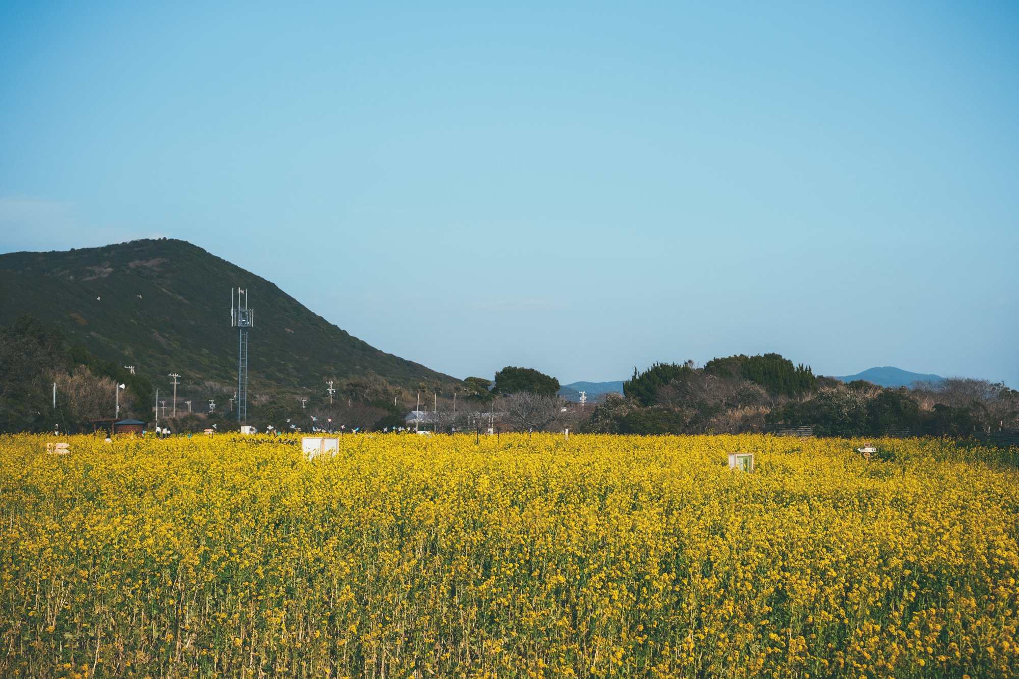 X-E5と行く】菜の花ガーテン2026撮影記｜にしお家