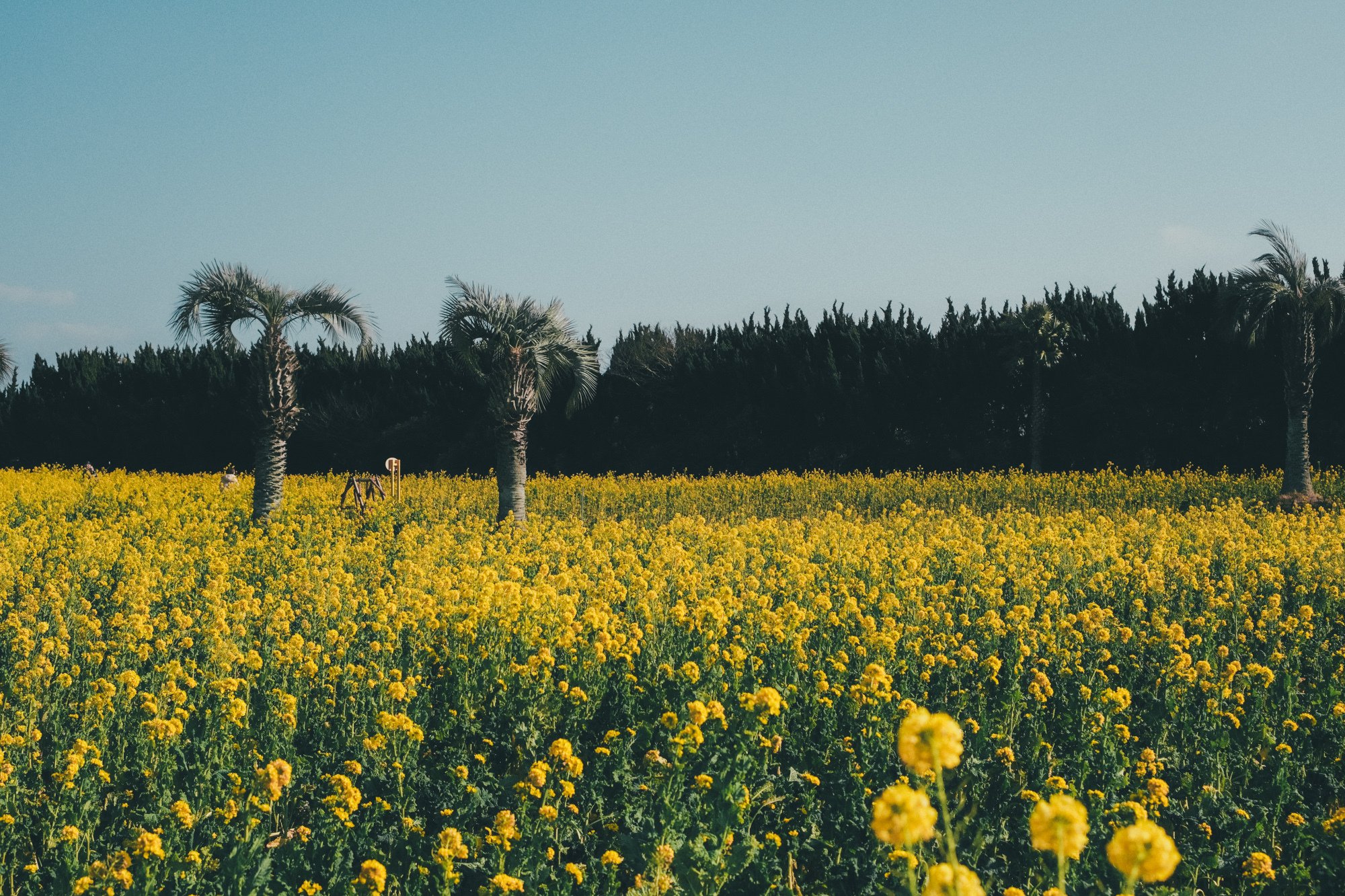 X-E5と行く】菜の花ガーテン2026撮影記｜にしお家