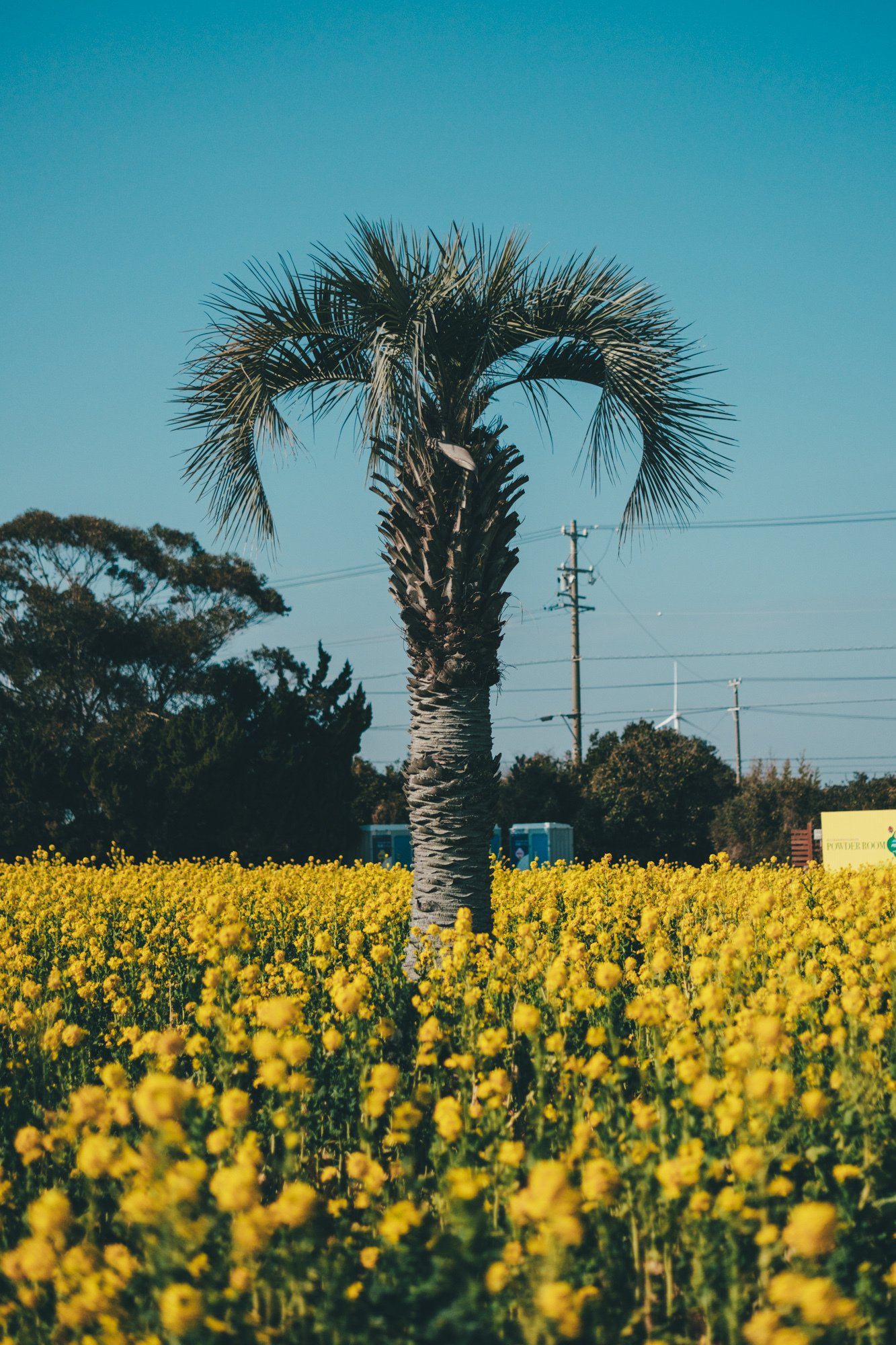 X-E5と行く】菜の花ガーテン2026撮影記｜にしお家