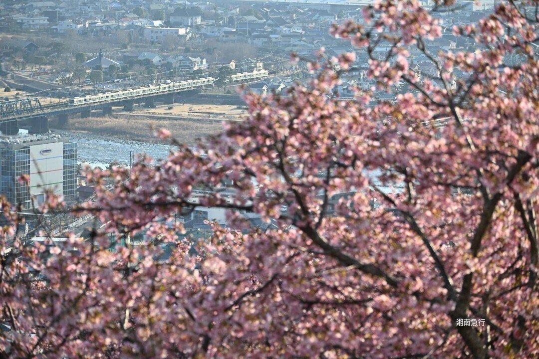 小田急8000形撮影日記 ＃ 16 松田山の早咲き桜と8000形｜湘 南 急 行