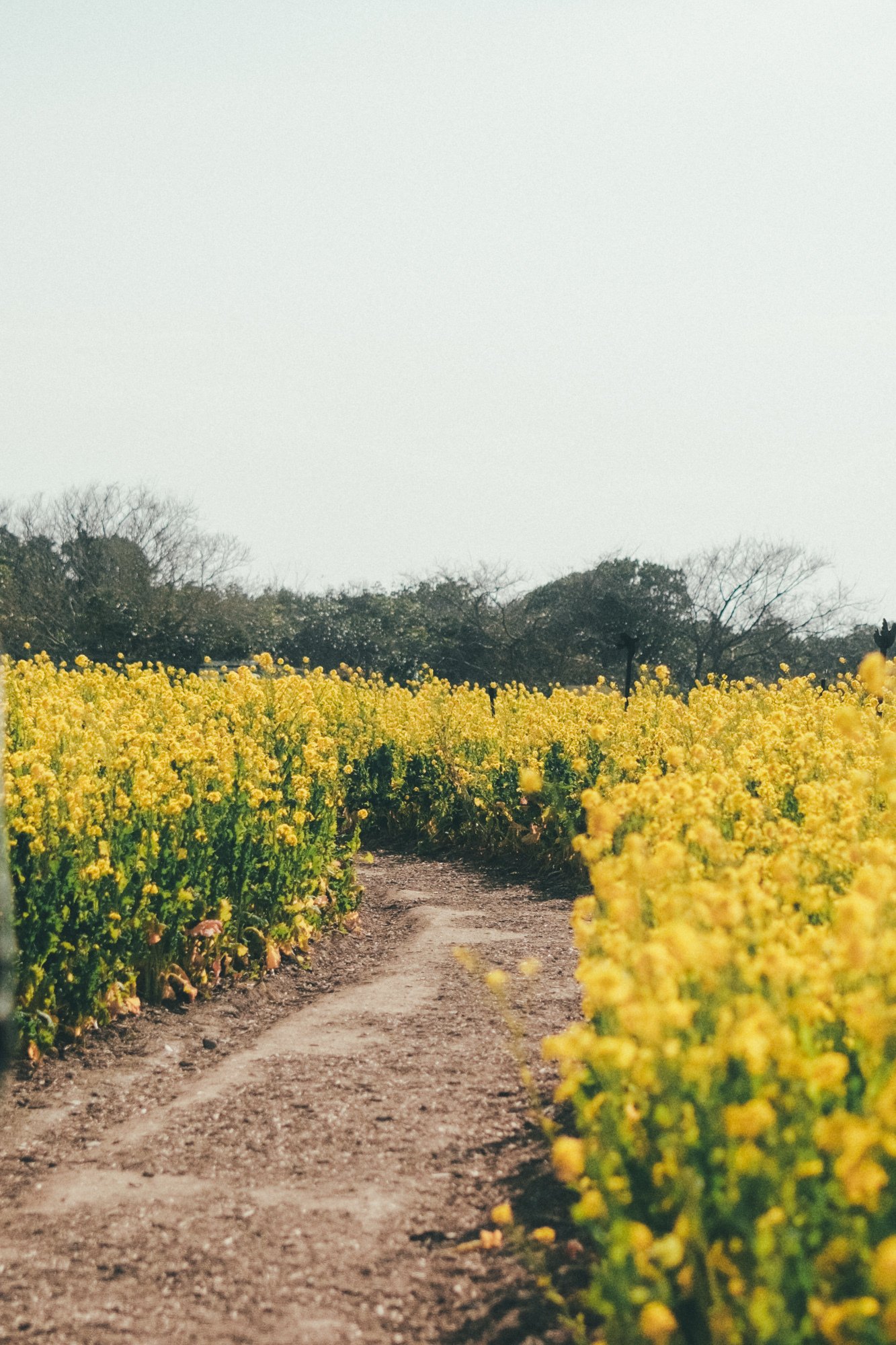 X-E5と行く】菜の花ガーテン2026撮影記｜にしお家