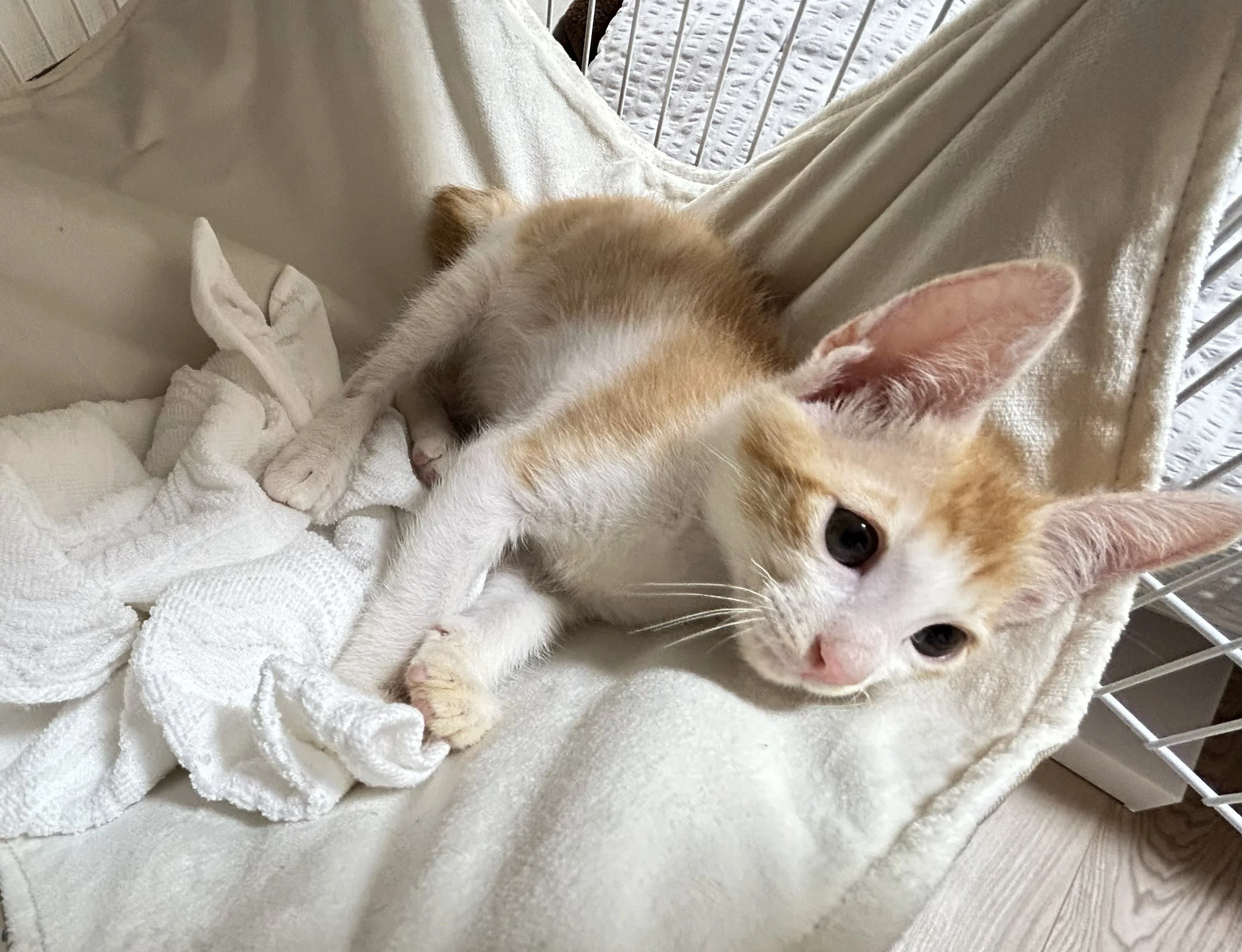 うちの子可愛い！猫自慢2026 保護にゃん大集合～｜ウイングアーク1st