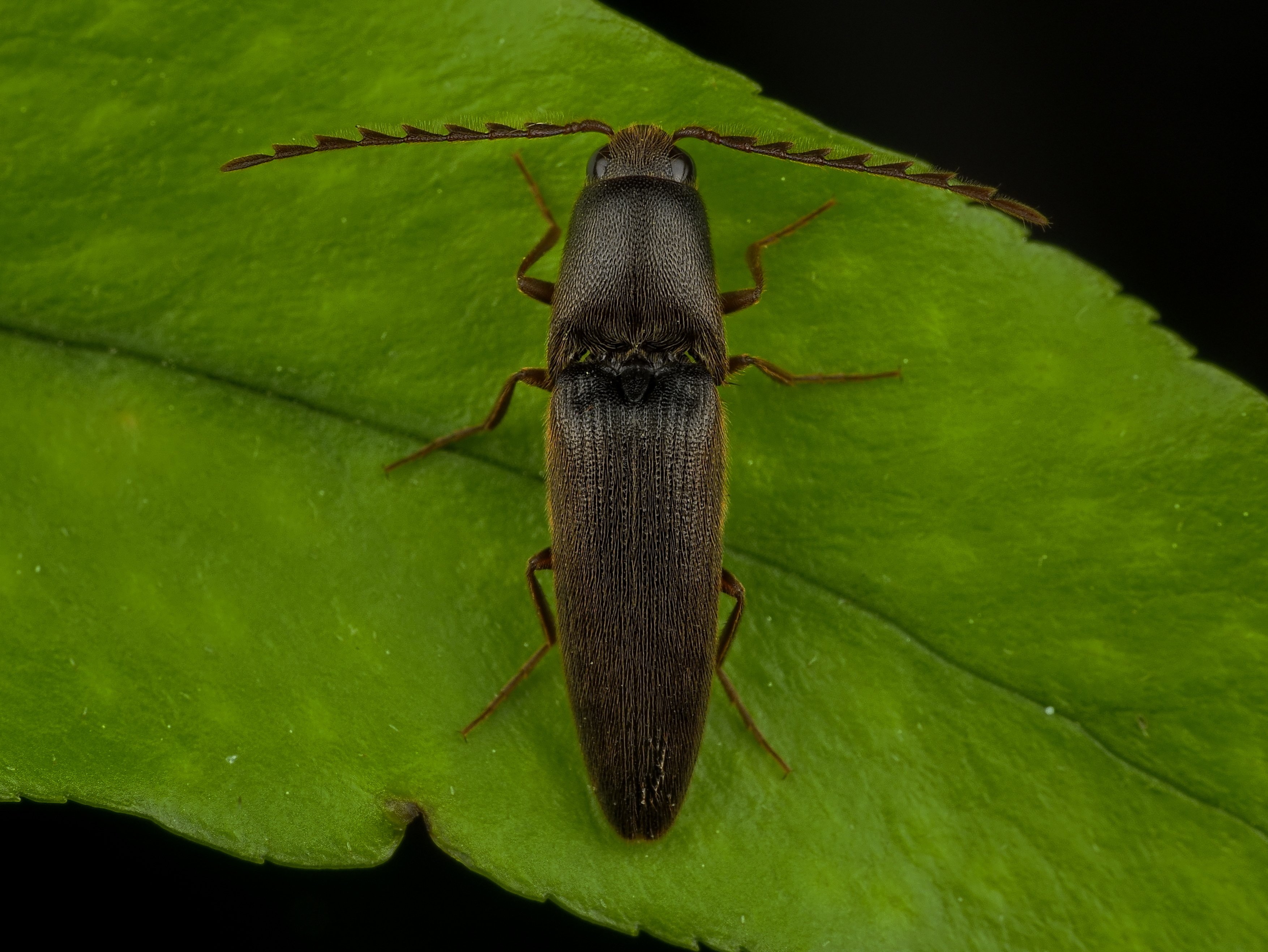 さまようコメツキ同定者｜Hirokazu Nakao