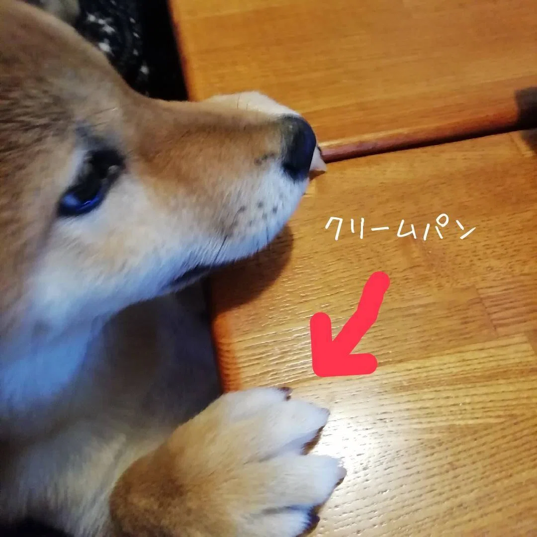 赤柴さん的フード遍歴46種【サクッと見られるおまけ付き】｜考える赤柴