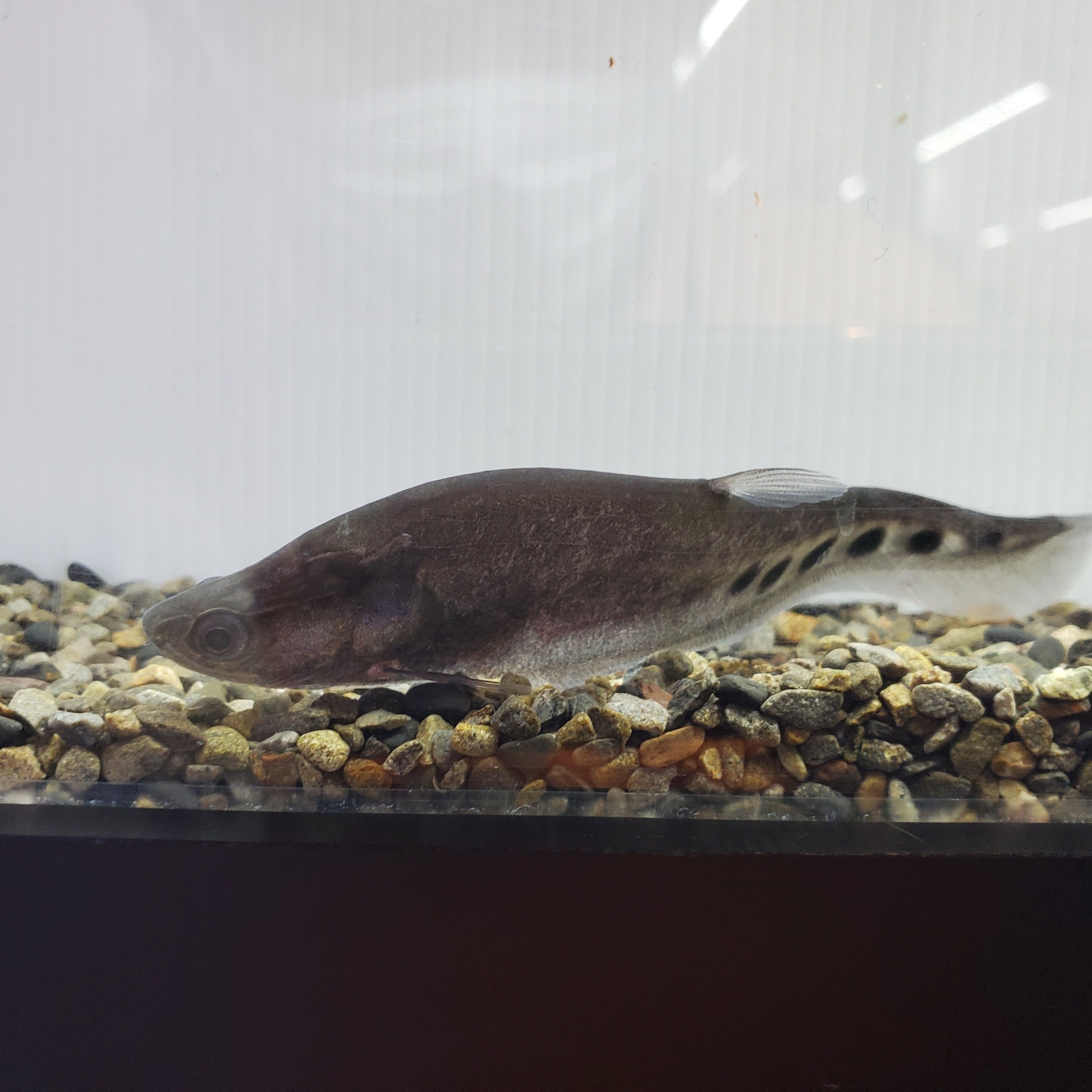 熱帯魚　ナイフフィッシュ　ナイフ　魚 熱帯魚 古代魚 珍魚 ナイフフィッシュ インディアンブラックナイフ