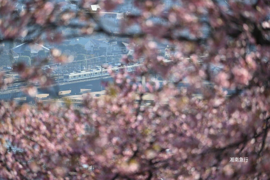 小田急8000形撮影日記 ＃ 16 松田山の早咲き桜と8000形｜湘 南 急 行