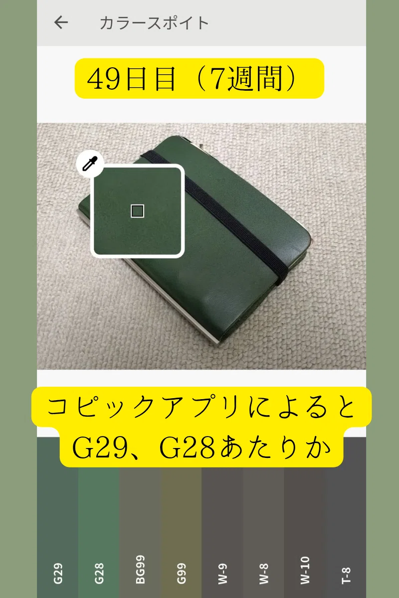 M5 PLOTTER ブライドル グリーン【購入49日目】7週間経過｜ずØ
