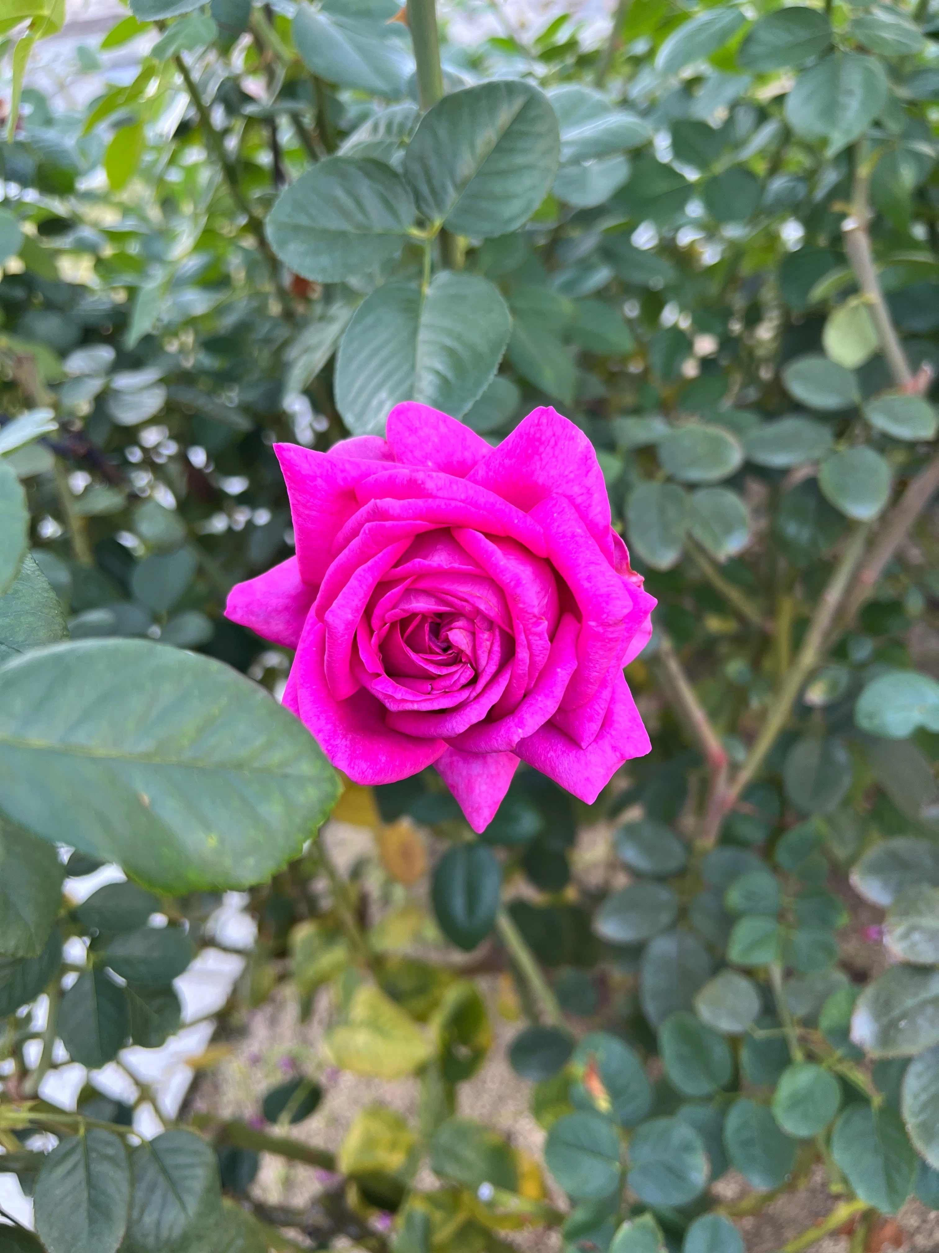 🇫🇷シャトルーズ・ドゥ・パルム（Chartreuse de Parme） 🌹中之島バラ