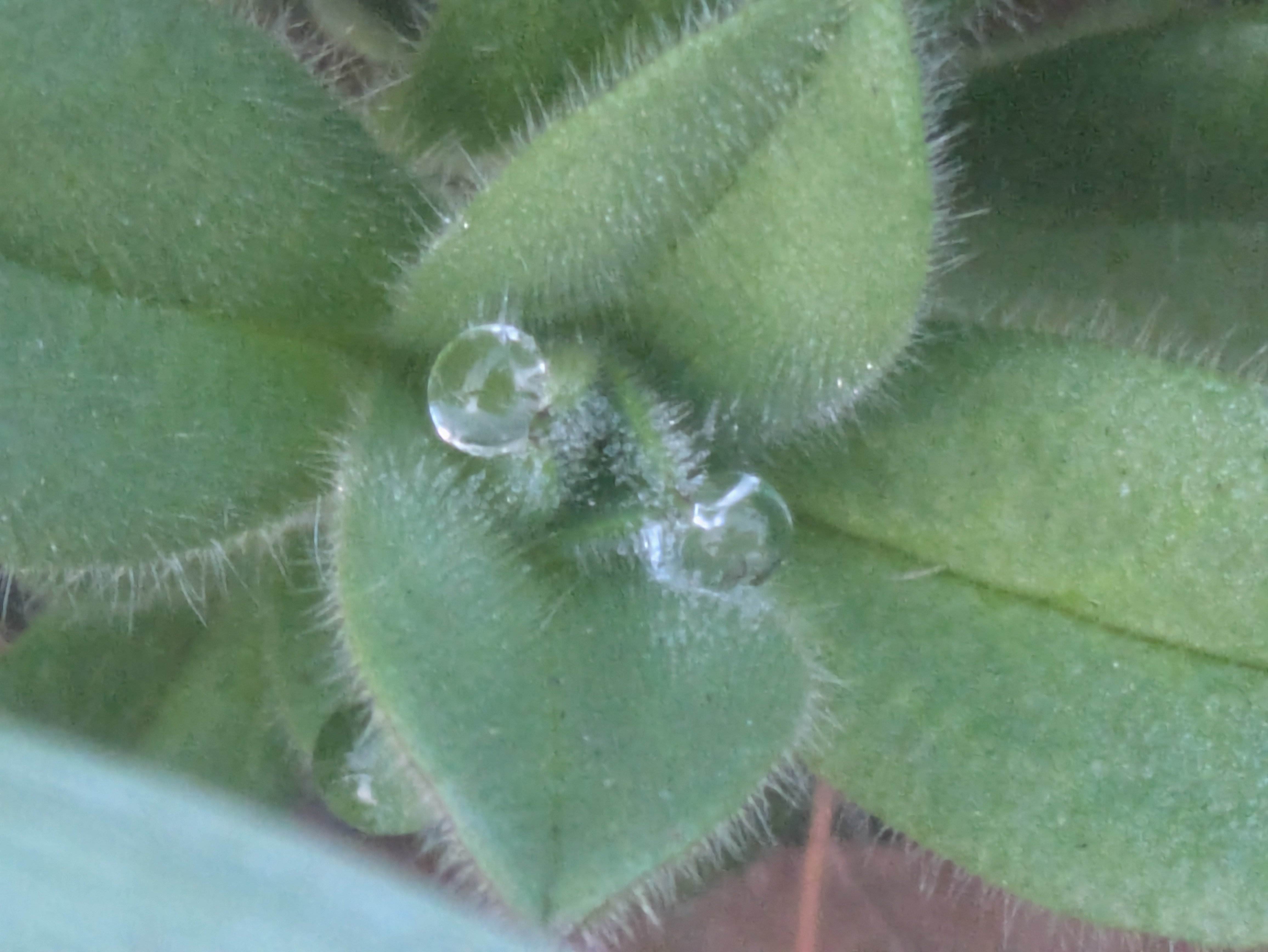 今朝の水滴｜ichiro70