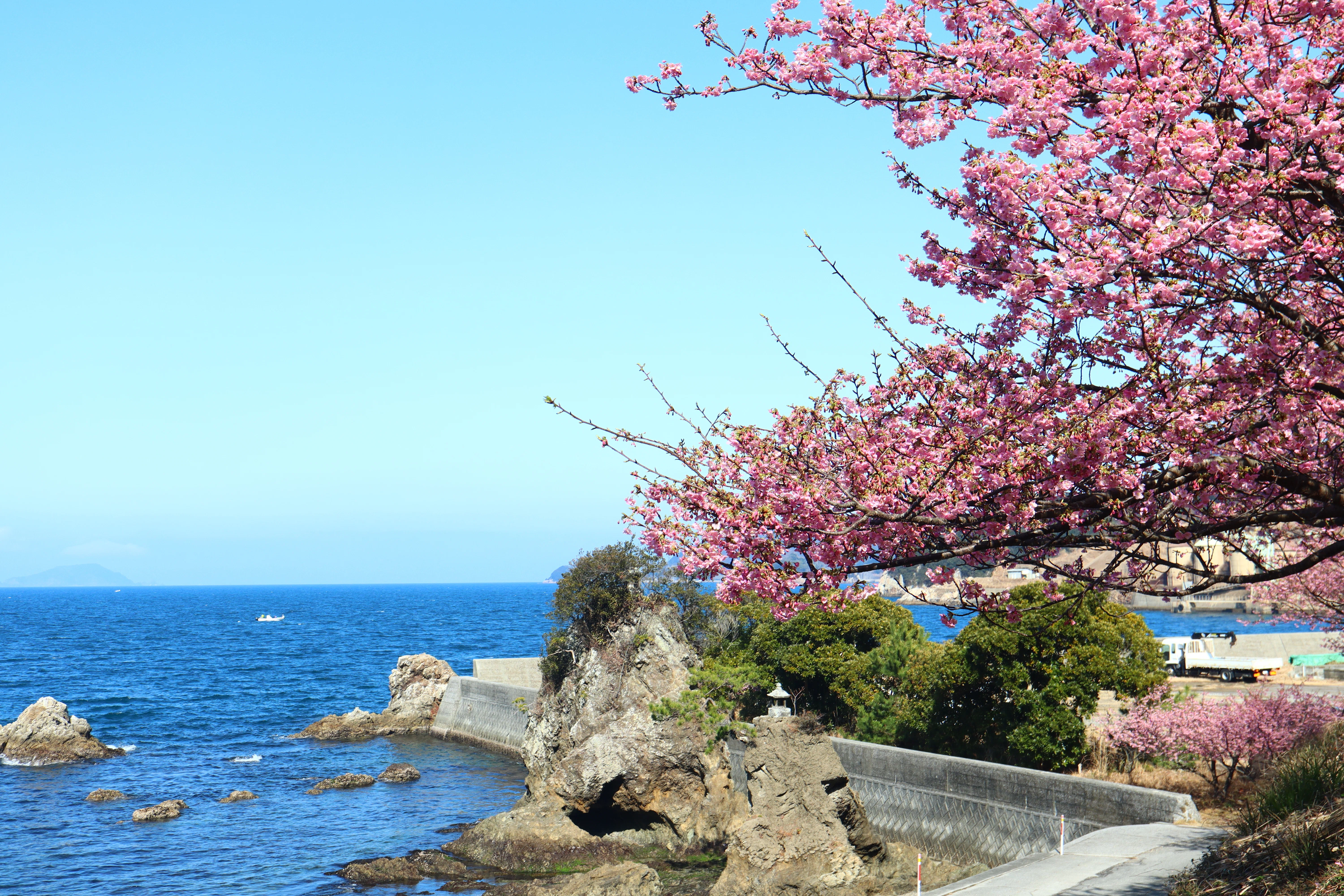 海に臨む河津桜｜YUDA